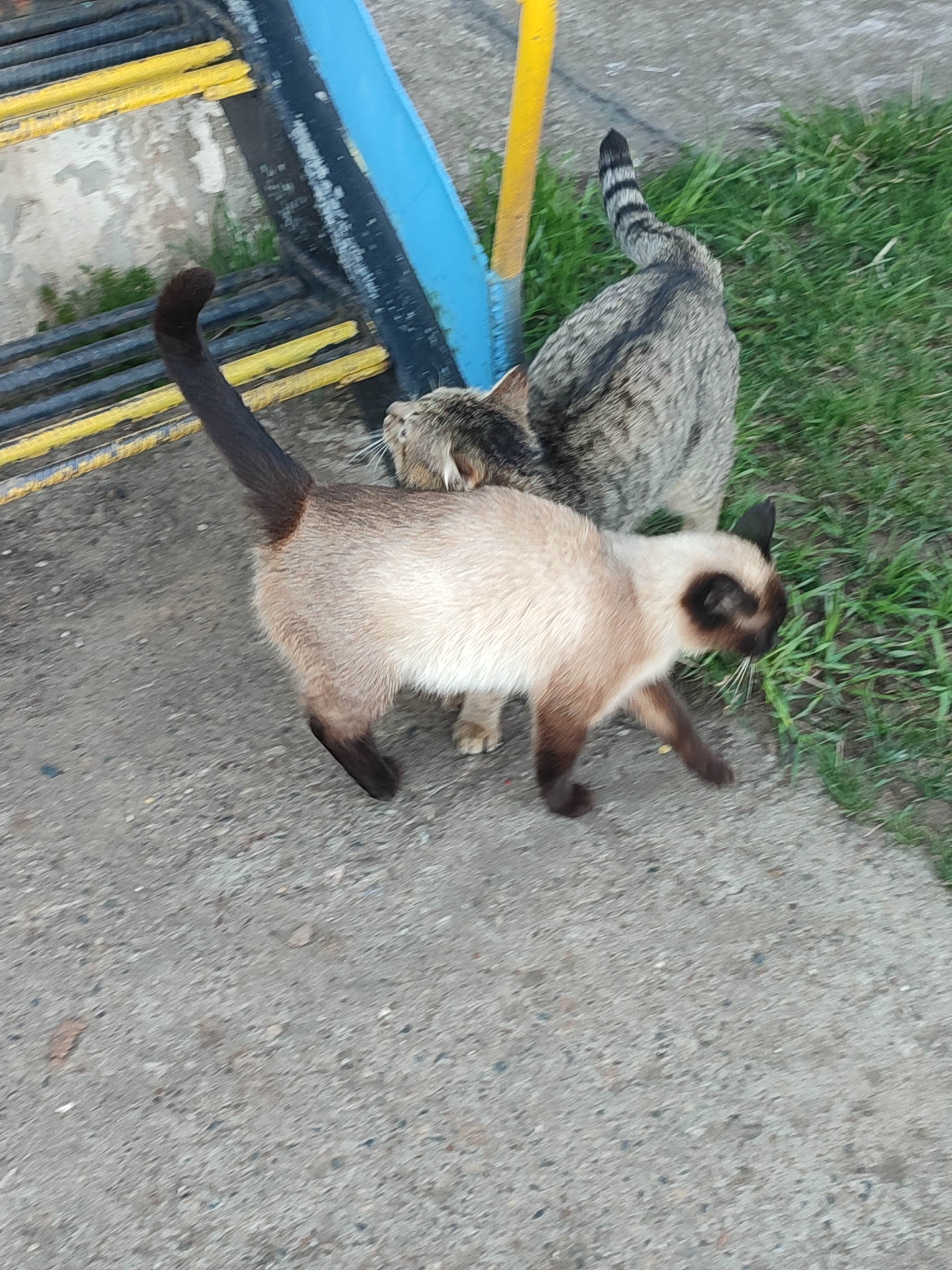 Two cats are outdoors on a paved surface near a patch of grass. One cat is a Siamese, with a light-colored body and dark points on its face, ears, tail, and legs. The Siamese cat is walking towards the right. Next to it is a tabby cat with a striped tail. A blue and yellow playground structure is visible in the background.