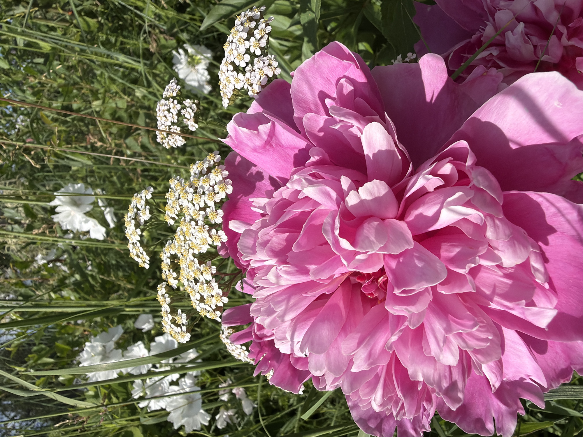 A close-up, eye-level shot captures a vibrant pink peony in the foreground, its lush petals unfurling under bright sunlight. Behind the peony, a cluster of delicate white yarrow flowers with yellow centers is visible, interspersed with tall, green grass and blurred white flowers further in the background. The scene appears to be a garden setting, with dappled sunlight creating shadows on the peony's petals. The image does not provide any information about the city of Petukhi, Russia, or any people, actions, or interactions.