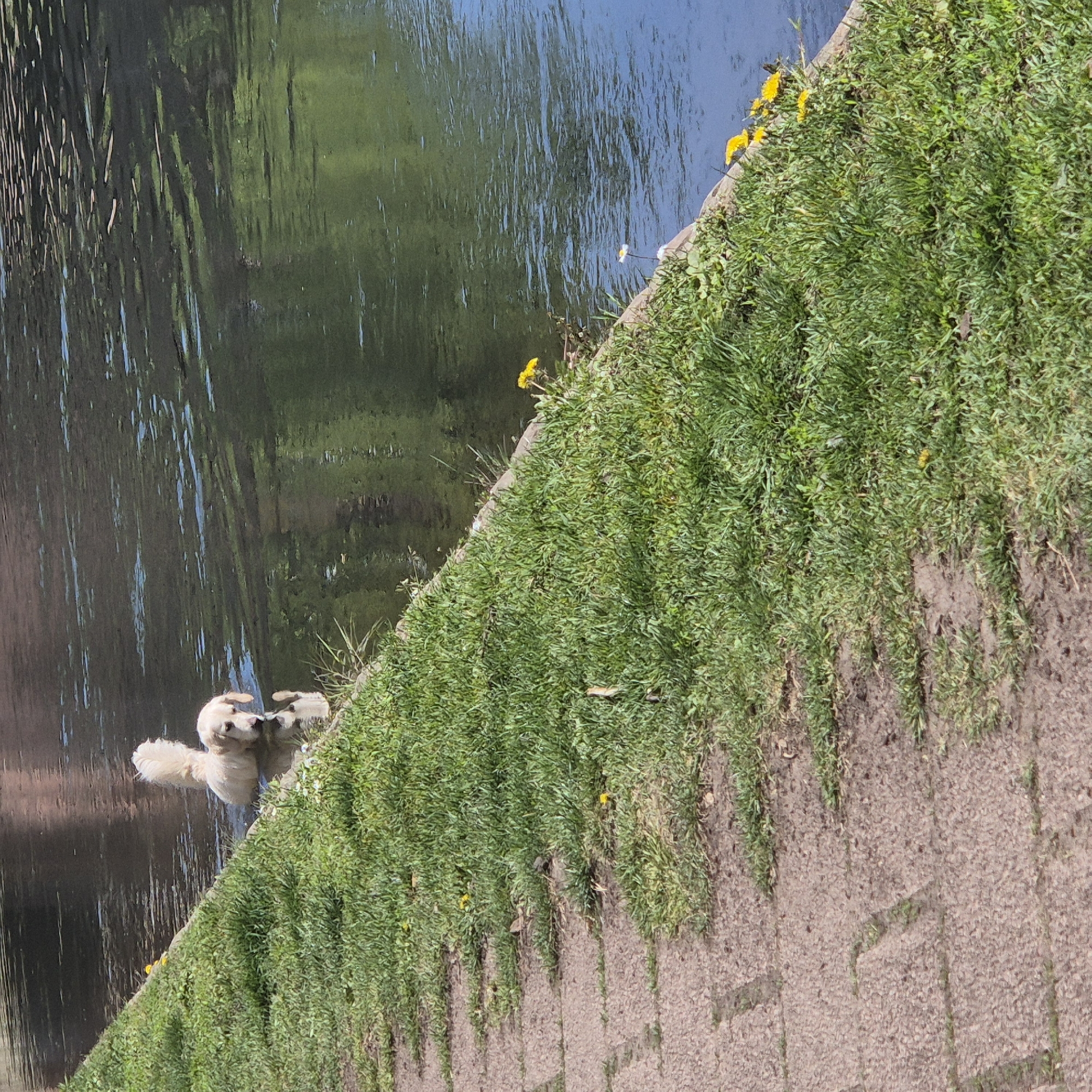 A cream-colored dog is reflected in a body of water next to a grassy embankment and stone retaining wall. The scene appears to be in Strasbourg, France. The reflection is distorted by the water surface. Dandelions are sparsely distributed in the grass.