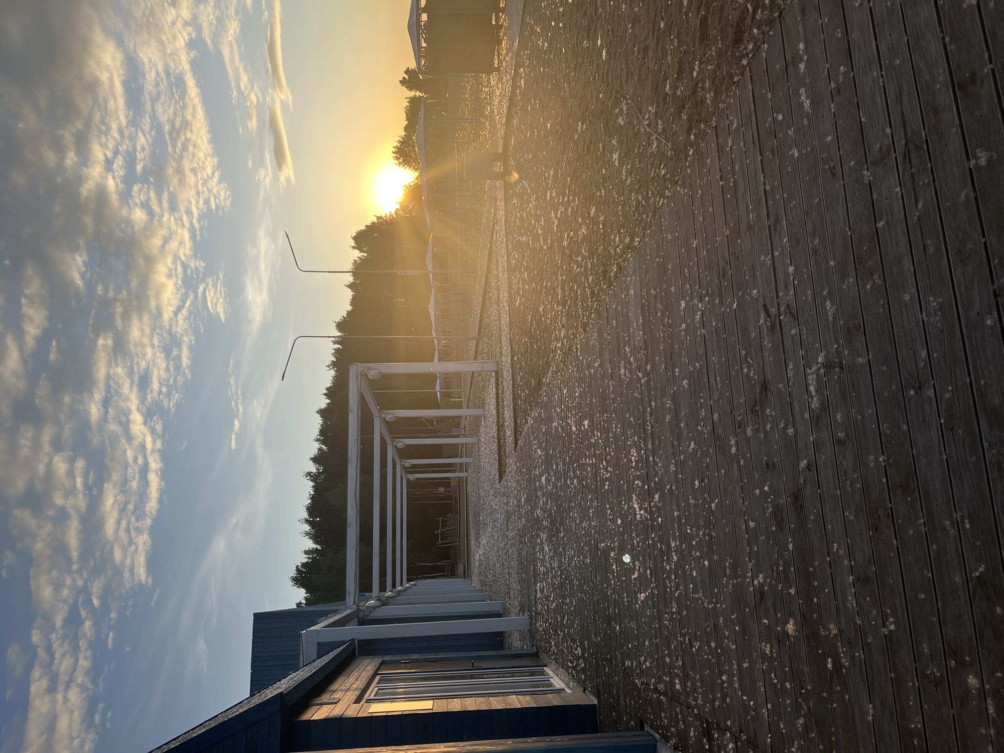 The image displays an outdoor scene at sunrise or sunset in Chaikovsky, Russia, characterized by strong golden light emanating from a low sun on the right. The sky is partly cloudy with scattered cumulus clouds. In the foreground and extending towards the mid-ground is a dark-stained wooden deck, which transitions into a dark sandy or gravel area on the right. Both the wooden deck and the sandy ground are sparsely covered with numerous small, white, fluffy particles, consistent with cottonwood fluff.
On the far left, a dark-colored wooden building with a peaked roof and large glass doors is visible. Adjacent to this building, a long, white, open-frame structure, possibly a pergola or covered walkway, extends into the mid-ground. Beyond the sandy area on the right, several light-colored beach umbrellas are arranged in rows, receding into the distance. The sun is positioned low on the horizon, just above a dense treeline, causing significant lens flare and glare across the right side of the image. Two tall, dark streetlights with single luminaires are silhouetted against the bright sky near the treeline on the right. No individuals are present in the scene, and no specific actions or interactions are depicted. The environment suggests a recreational area, possibly a beach or lakeside resort, likely situated along a body of water in Chaikovsky.