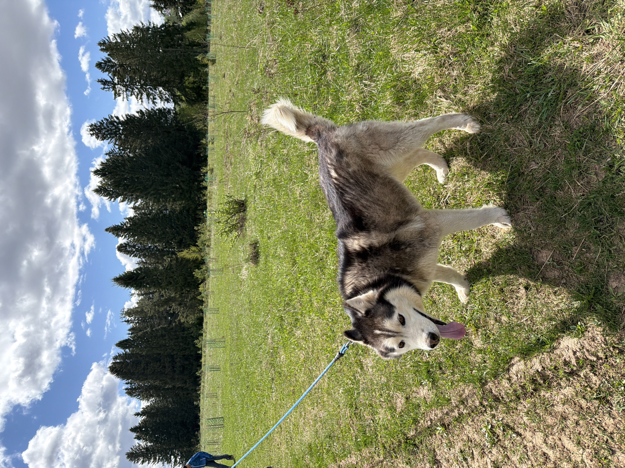 A husky dog is standing on a grassy field with a blue leash attached. The dog is panting with its tongue sticking out. In the background, there is a line of trees and a blue sky with white clouds. The scene is in an outdoor environment with sunlight. It is not possible to verify the location in the city of Фоки, Russia from the image alone.