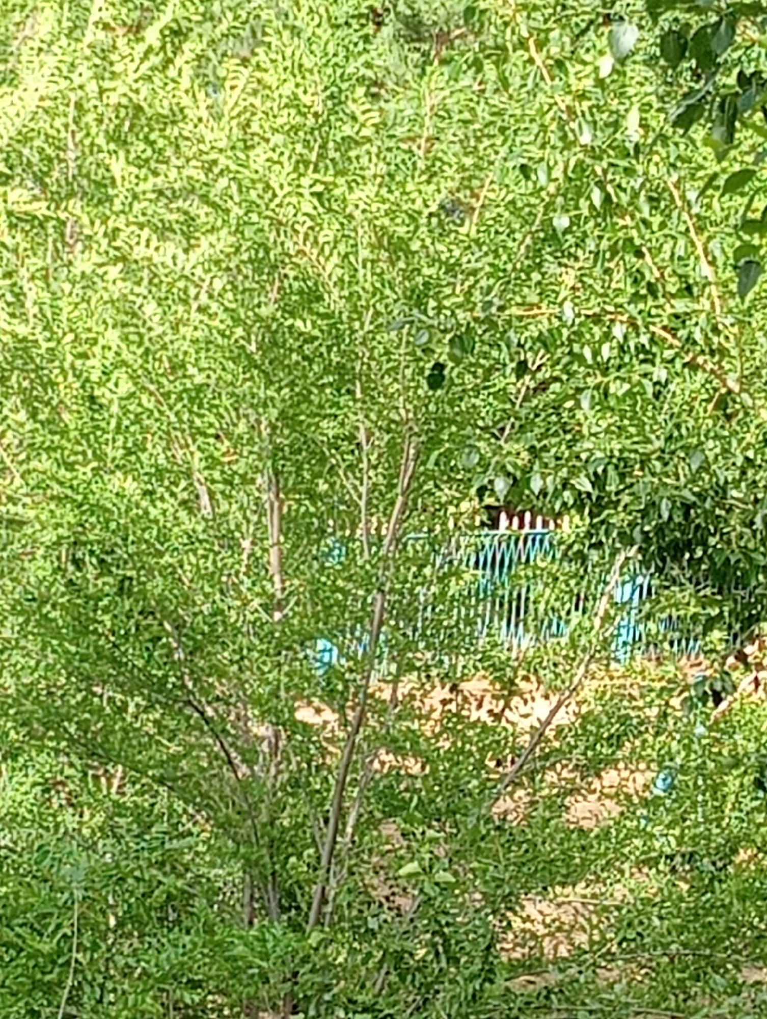 The image shows a dense green foliage of a tree in Kostanay, Kazakhstan. In the background, partially obscured by the leaves, is a turquoise-colored fence. The lighting suggests it is daytime, with sunlight filtering through the leaves, creating a dappled effect on the ground. The scene appears to be an outdoor environment, possibly a park or a residential area, given the presence of a fence and lush vegetation. There are no people visible in the image.