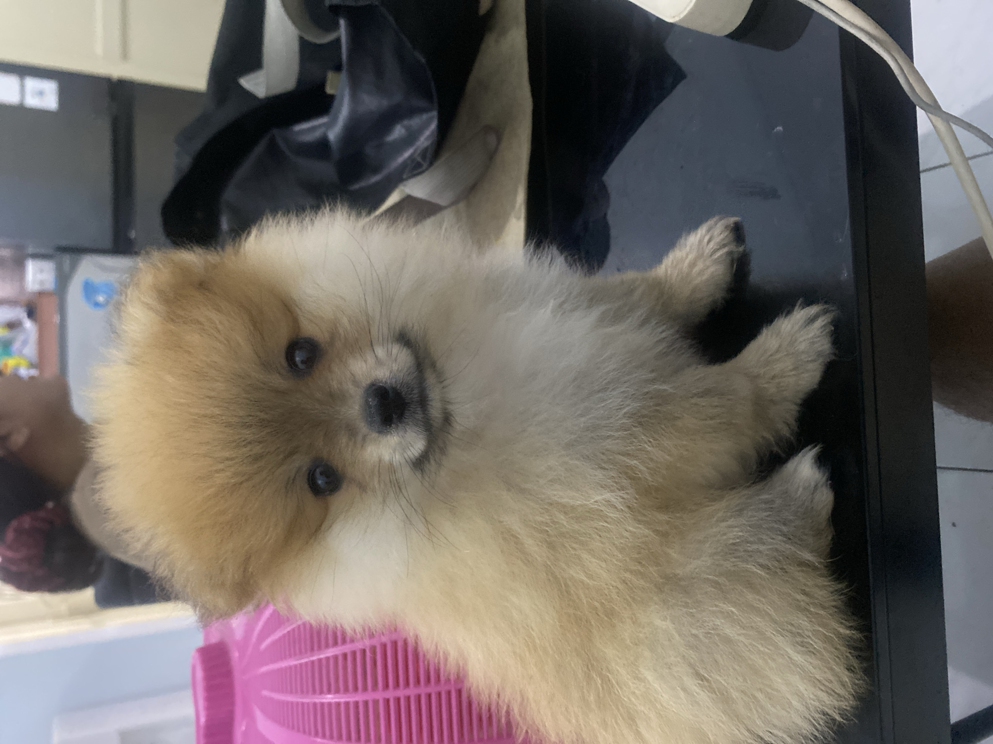 A fluffy, light brown Pomeranian puppy is seated on a black reflective surface, possibly a table, in what appears to be an indoor setting. The puppy is facing the camera with its head tilted slightly. Its eyes are dark and round, and its nose is black. The puppy's fur is long and fluffy, particularly around its face, giving it a rounded appearance.
To the left of the puppy, a portion of a pink, ribbed plastic object, likely a basket or container, is visible. Behind the puppy, the background is blurred, but suggests a domestic environment. Parts of what might be furniture, appliances, and a person's head with dark hair are discernible. A dark, possibly leather or synthetic material object is to the right of the puppy, behind it. Electrical cords and a white cylindrical object are also present on the black surface to the right. The overall lighting suggests an indoor environment with artificial light sources. The image does not contain specific geographical markers to ascertain its location within Dukuh, Indonesia.