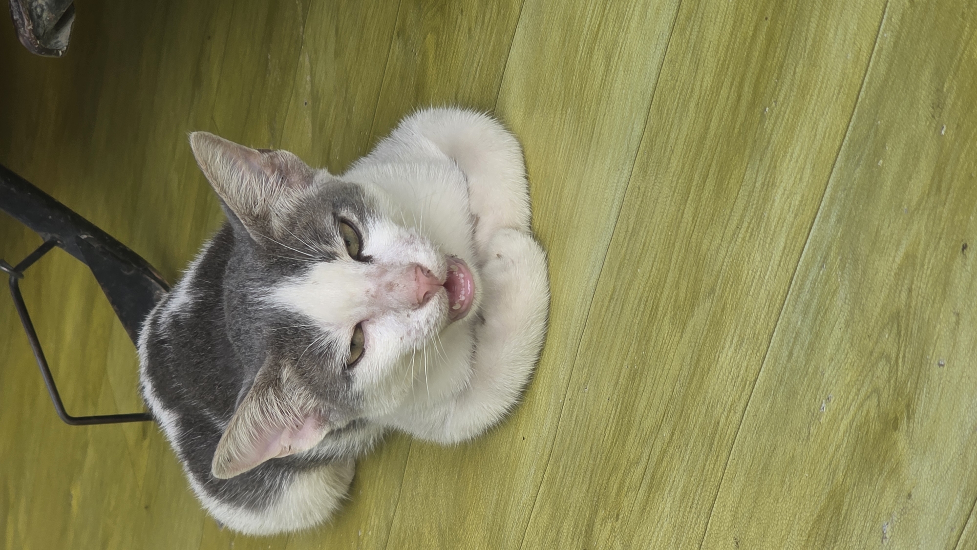 A grey and white cat lies on its back on a green wooden floor, under what appears to be a metal chair leg in the left side of the frame. The cat's paws are tucked in, and its mouth is slightly open revealing its teeth. The scene is most likely indoors, given the wooden floor. The location is Lhokseumawe, Indonesia.