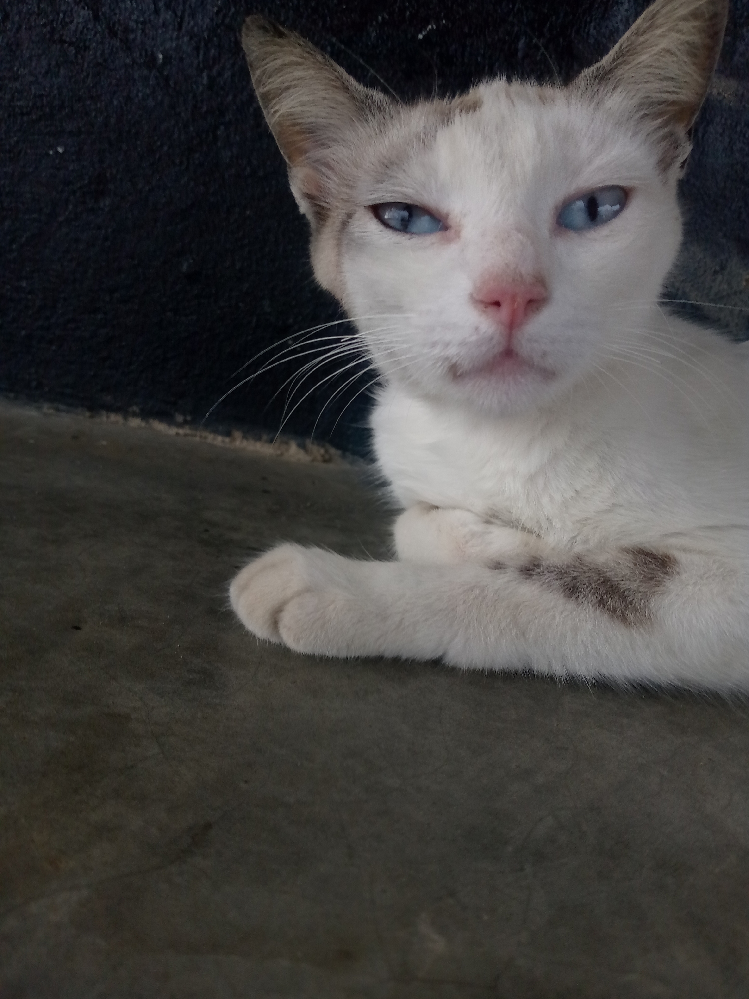 A white cat with blue eyes and light brown markings on its ears and chest is lying on a gray surface. The cat is positioned close to a dark blue or black wall. The background is slightly out of focus. The location is Las Guevaras, Venezuela.