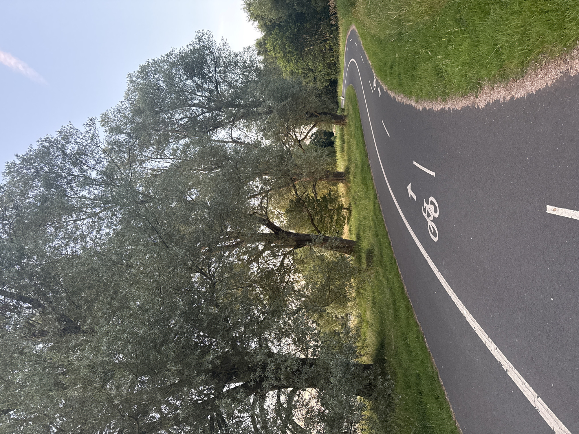 The image shows a paved bicycle path curving to the right, bordered by lush green grass and mature trees with silver-green foliage. The path is marked with a white line on the left and a bicycle symbol with an arrow painted in white on the right side of the lane. The sky above is a pale blue with a faint pink streak from a contrail. In the background, more trees form a dense wooded area. The scene appears to be in a park or nature area, possibly within the city of Craigavon, United Kingdom, given the context. There are no people visible in the frame.