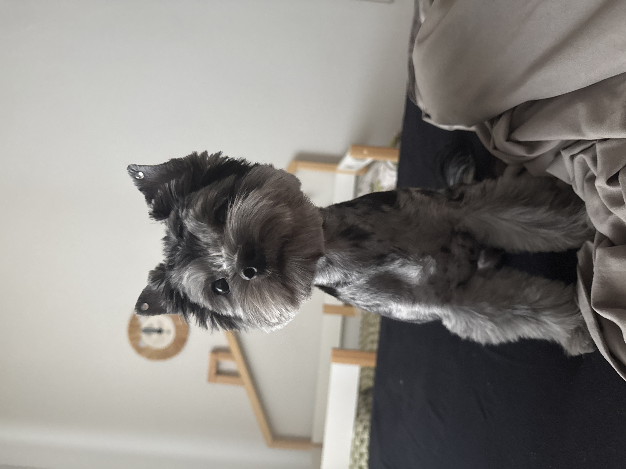 A black and grey Yorkshire Terrier is sitting on a dark surface, likely a bed, with a light-colored sheet or blanket draped over its hindquarters. The dog is facing the camera with its head tilted slightly. Its ears are perked up and adorned with small, shiny studs. In the background, a white and light-wood bunk bed frame is visible, along with a circular wooden clock with Roman numerals on the wall. The lighting suggests an indoor setting, possibly a bedroom. The location is not specified in the image, and therefore cannot be determined to be Chaikovsky, Russia.