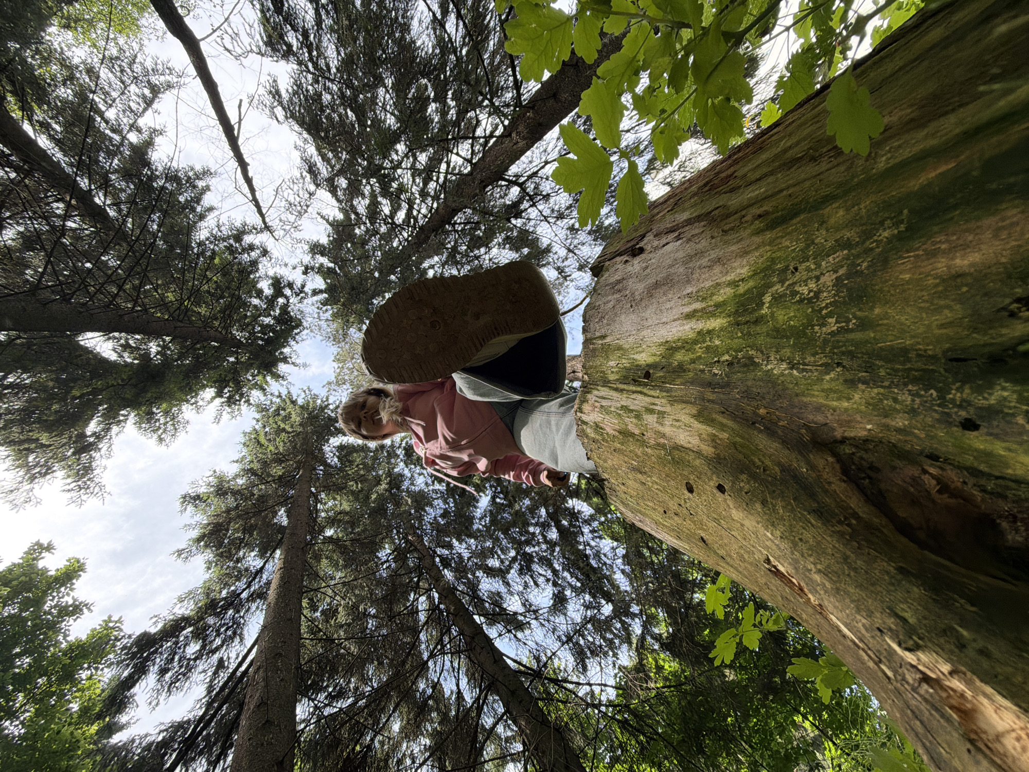 This low-angle image looks upwards into a dense forest, featuring a person and a large fallen tree trunk against a backdrop of tall trees and a cloudy sky. A person, appearing to be a woman with blonde hair, is positioned in the upper center, looking down. She wears a pink hoodie and light-colored pants, with one foot, clad in a sturdy shoe, stepping onto or resting near a large, weathered log on the right side of the frame. The log is significantly covered in green moss and has visible cracks and textures.
The surrounding environment consists of numerous towering coniferous trees, their dark branches and needles filling much of the upper and left sections of the image. Patches of brighter green deciduous leaves are also visible, particularly near the log. The sky, seen through the canopy, is bright but partly cloudy, indicating daytime conditions. The unique perspective creates a dynamic sense of the person being high above or descending. The setting strongly suggests a natural woodland or forest in Chaikovsky, Russia. No text is visible in the image.