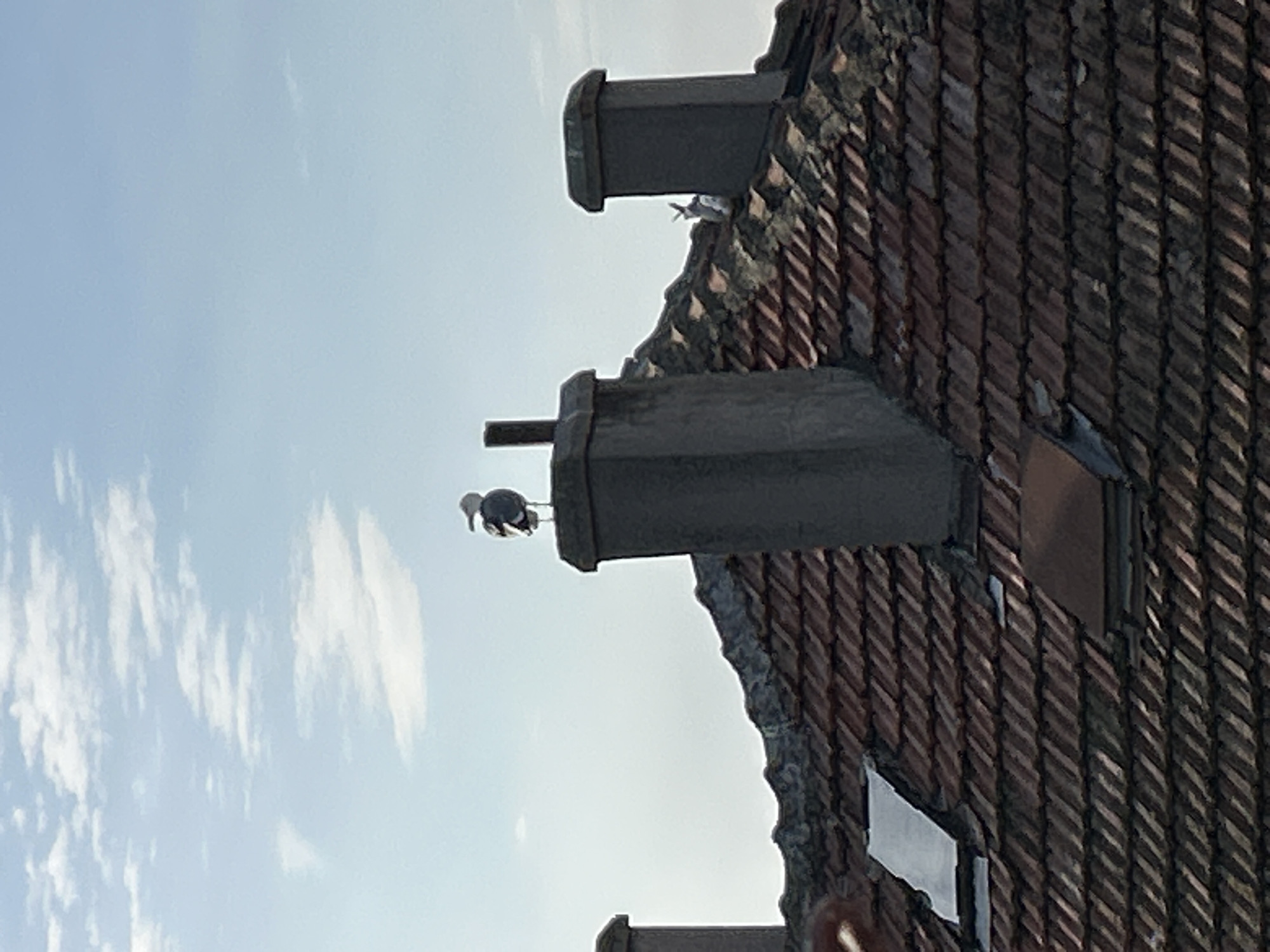 A tilted outdoor shot shows a section of a building, possibly in Tsarevo, Bulgaria, given the request. The building has a red tiled roof and several chimneys. Two gulls are perched on the chimneys. The sky is partially cloudy and visible behind the building.