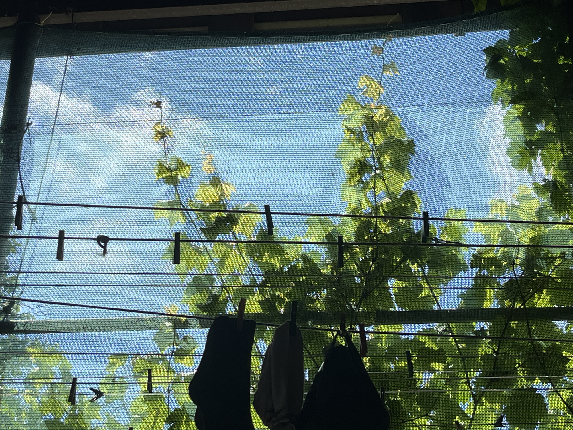 A close-up, low-angle shot captures a clothesline strung with several items of clothing, attached with clothespins, against a background of green foliage and a blue sky. The scene appears to be outdoors, possibly in a yard or garden, with a green mesh netting stretched across the frame, dappling the light. Three dark-colored garments and one lighter-colored garment hang from the line. Several clothespins, both black and red, are visible, holding the clothing in place. The foliage suggests the presence of trees or vines, casting shadows on the netting. The sky is visible through the netting and leaves, indicating it is daytime. The location is specified as Apsheronsk, Russia.