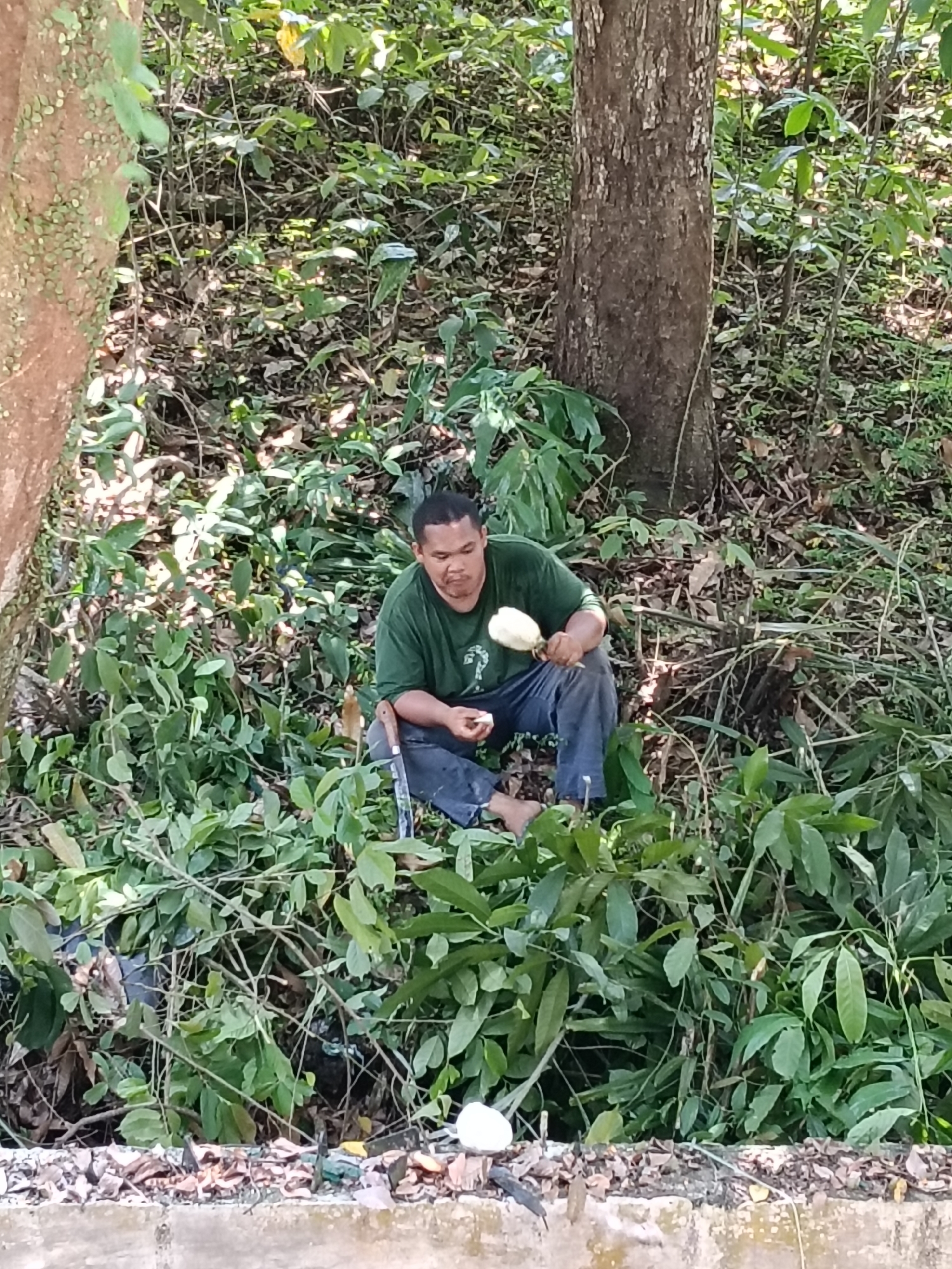 The image shows a man sitting barefoot among dense vegetation near Lhokseumawe, Indonesia. He is wearing a green shirt and blue pants, and is holding a large, white fruit in his left hand. A machete rests beside him. The area around him is overgrown with various plants and small trees. In the foreground is a low, concrete wall. The background consists of a wooded area with a slope.