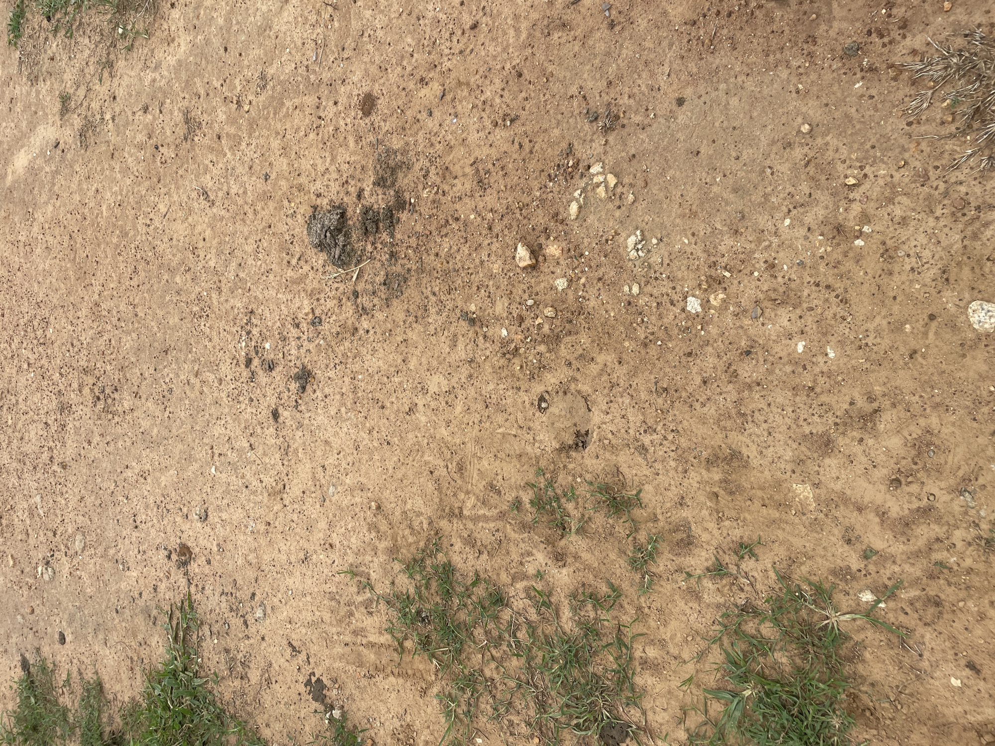A dirt path in Baganakwo, Nigeria is shown in the image. The path is composed of red earth with scattered pebbles and some grass growing on the left side. There are also some dark clumps, possibly animal droppings, on the path. The path appears to be unpaved and likely used by pedestrians and possibly vehicles. The environment is natural and rural.