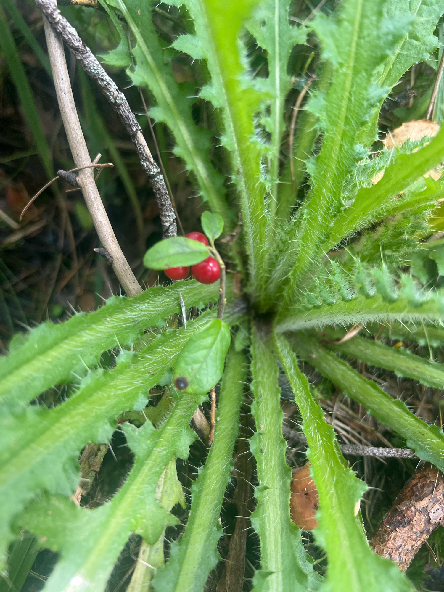 In a close-up, overhead shot, several bright red berries are nestled amongst sharp, spiky green leaves of a plant. The leaves are long and serrated, with fine white hairs and prominent spines along their edges. A thin, dry twig runs diagonally behind the berries and leaves. The background is blurred, showing hints of other foliage and organic debris.