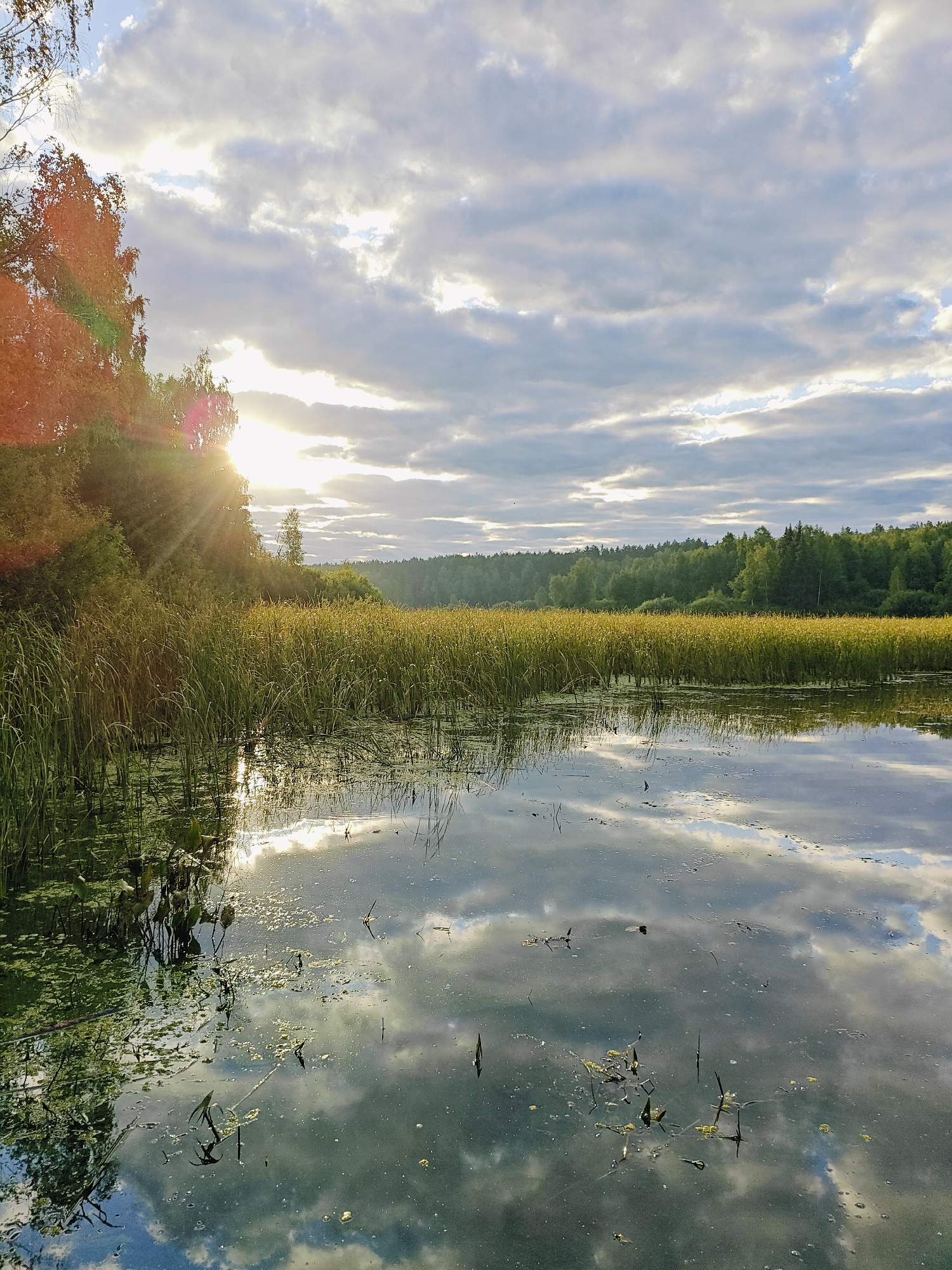 The image depicts a tranquil natural scene, likely a lake or a wide river, with tall reeds lining the bank and reflected in the calm water. The sun is setting or rising, casting a warm glow and creating lens flare as it peeks through a canopy of trees on the left. Wispy clouds dot the sky, and their reflections are visible on the water's surface. The surrounding area is characterized by lush green vegetation, suggesting a rural or natural setting. The location is identified as the city of Chaikovsky, Russia, a detail that could imply this is a commonly accessible natural spot within or near the city, possibly a park, nature reserve, or a quiet waterfront area. No people or specific structures are visible, emphasizing the pristine, natural beauty of the environment.