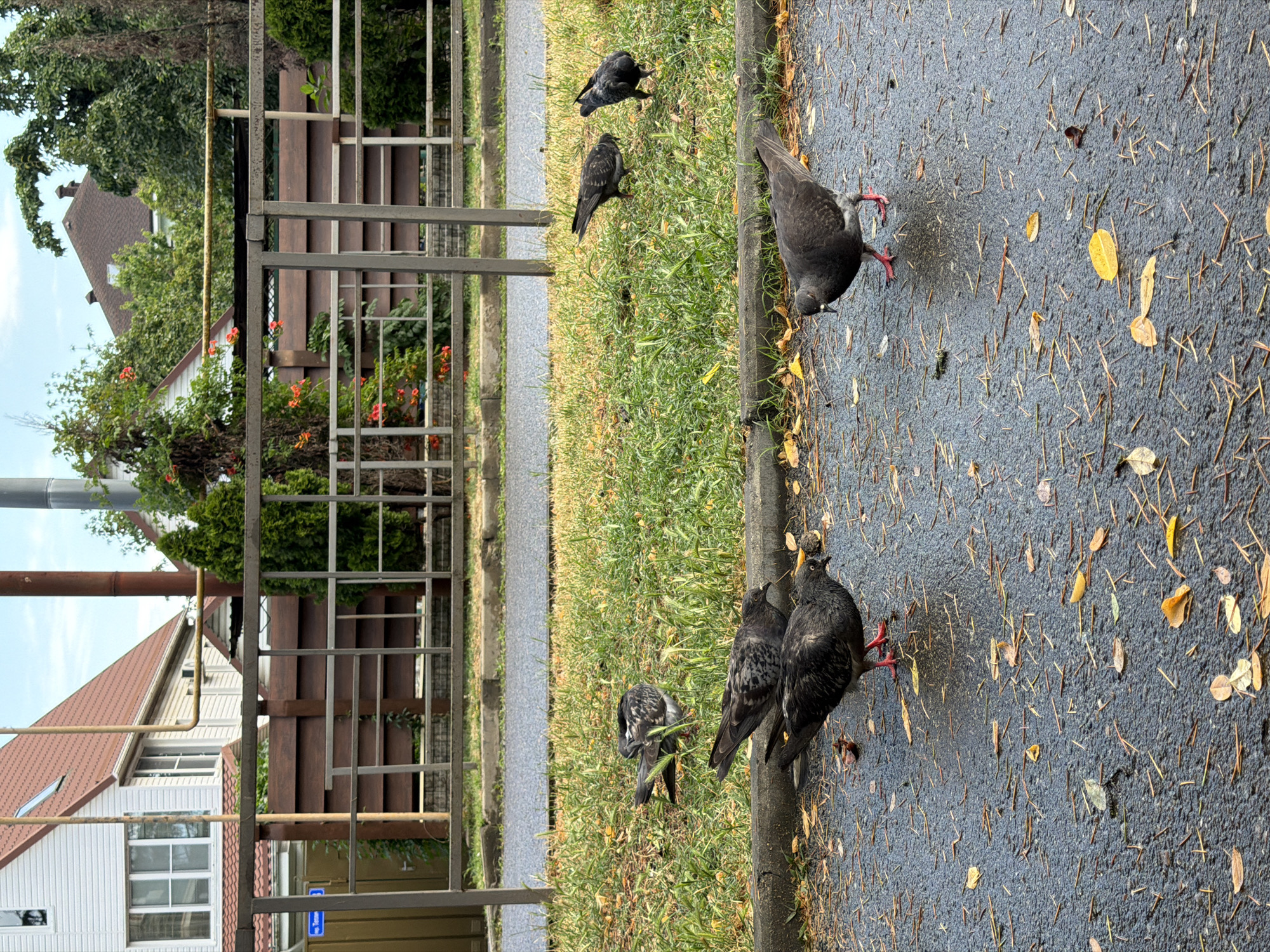 In Vesyoloye, Russia, a group of five pigeons are seen on a wet asphalt surface scattered with fallen leaves. The pigeons are mostly dark gray with some having lighter speckled markings. Two pigeons are in the foreground, one on the left and one on the right, facing towards each other. Behind them, three more pigeons are scattered on a patch of green grass bordering the asphalt. One pigeon is in the grass on the far right, and two are further left, one in the grass and one partially obscured. In the background, a metal fence runs horizontally across the scene, behind which is a wooden fence and then residential buildings with red roofs. Trees with green foliage are visible behind the fences and buildings. The sky is overcast with a few patches of blue.