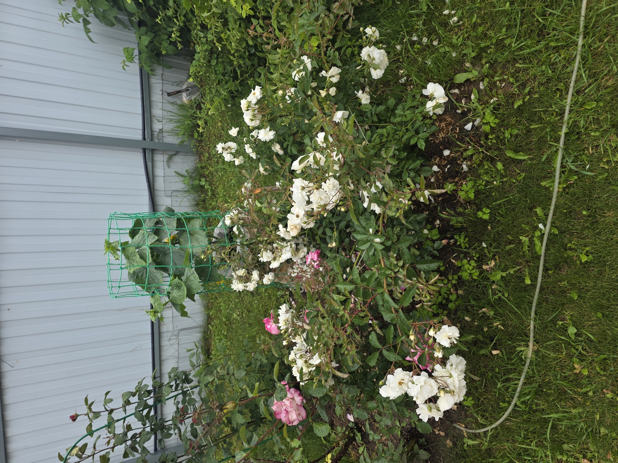 This is a medium-shot, eye-level, outdoor, daylight photograph of a garden area in the city of Проводник, Russia. In the foreground, a lawn with green grass is visible, with a clear plastic hose running across it from the left side towards the bottom center. Behind the lawn, a rose bush with numerous white and some pink flowers is in bloom. The rose bush has green leaves and thorny branches. To the left of the rose bush, a rose plant with a single red bud is growing upwards, supported by a green metal trellis. Further back, a cylindrical green mesh cage encloses a growing plant, likely a cucumber vine, with large green leaves. Behind the plants is a light gray corrugated metal fence. The overall scene depicts a well-tended garden in what appears to be a residential area. There are no people or animals visible in the image.