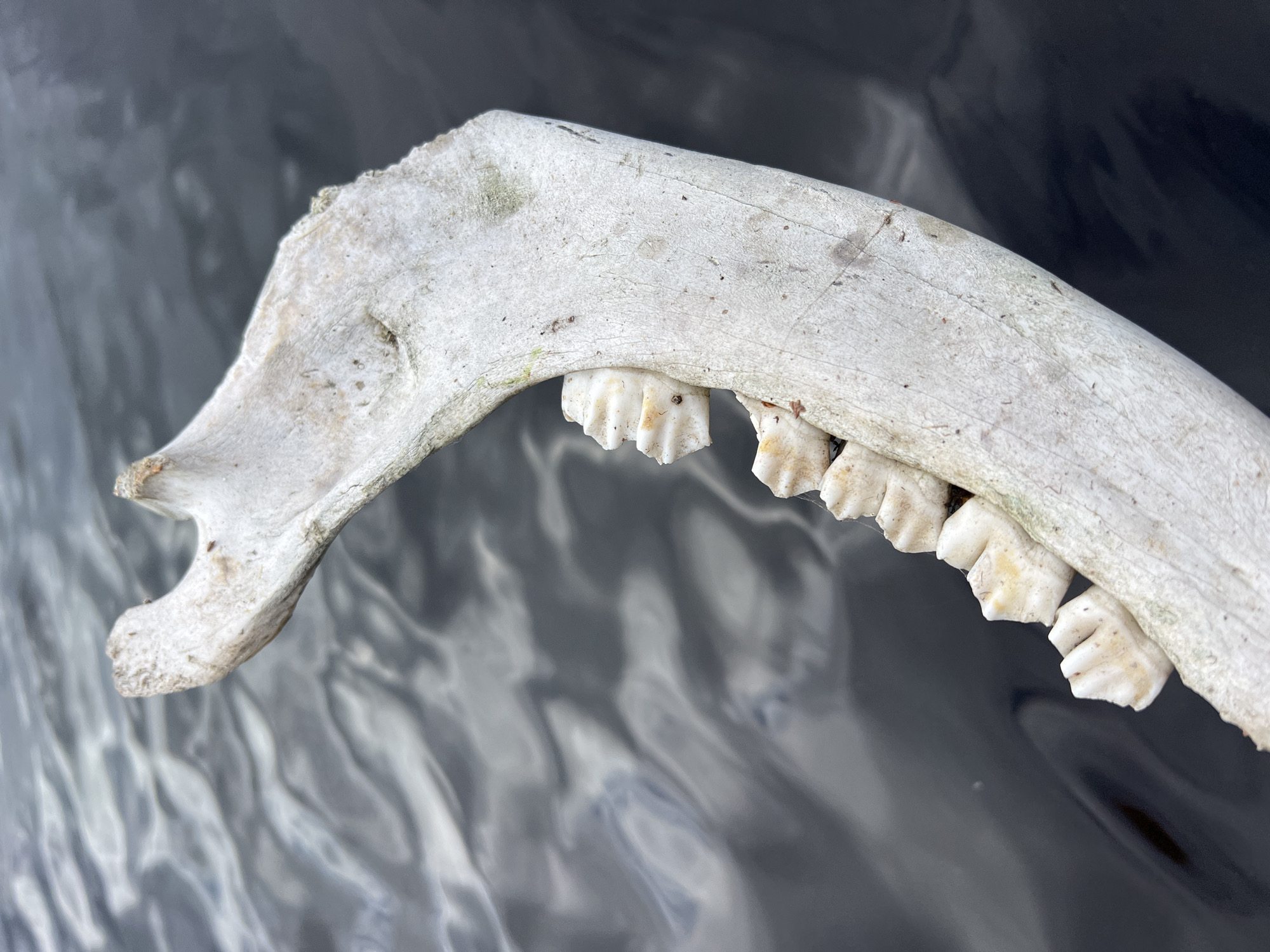 An animal's jawbone with teeth is displayed against a dark, rippling water background. The jawbone is weathered and off-white, with visible cracks and a rough texture. Several molar teeth, also off-white with some staining, are embedded in the jawbone. The water appears to be a lake or large body of water, with reflections creating patterns of light and dark across its surface. The scene is devoid of human presence, and no specific location within Kimasozero, Russia can be identified from the image alone.