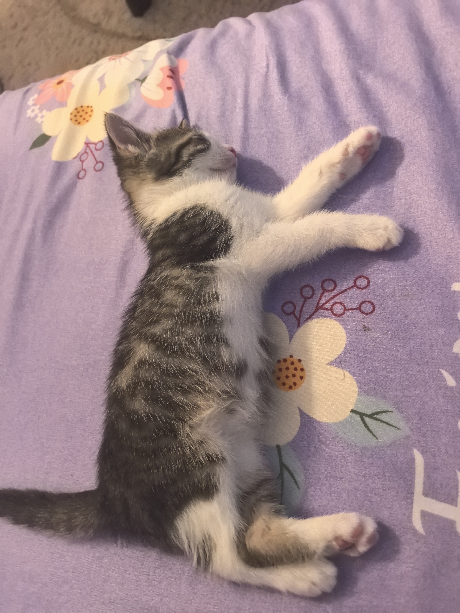 A tabby and white kitten is sleeping soundly on a purple blanket with a floral pattern. The kitten is curled on its side, with its front paws extended upwards. The blanket has white and pink flowers with orange centers. The kitten's fur is a mix of gray, white, and black tabby markings. The background is blurred, but appears to be a soft surface, possibly carpet or another blanket. There is no visible indication of the location being in the city of Sofia, Bulgaria.
