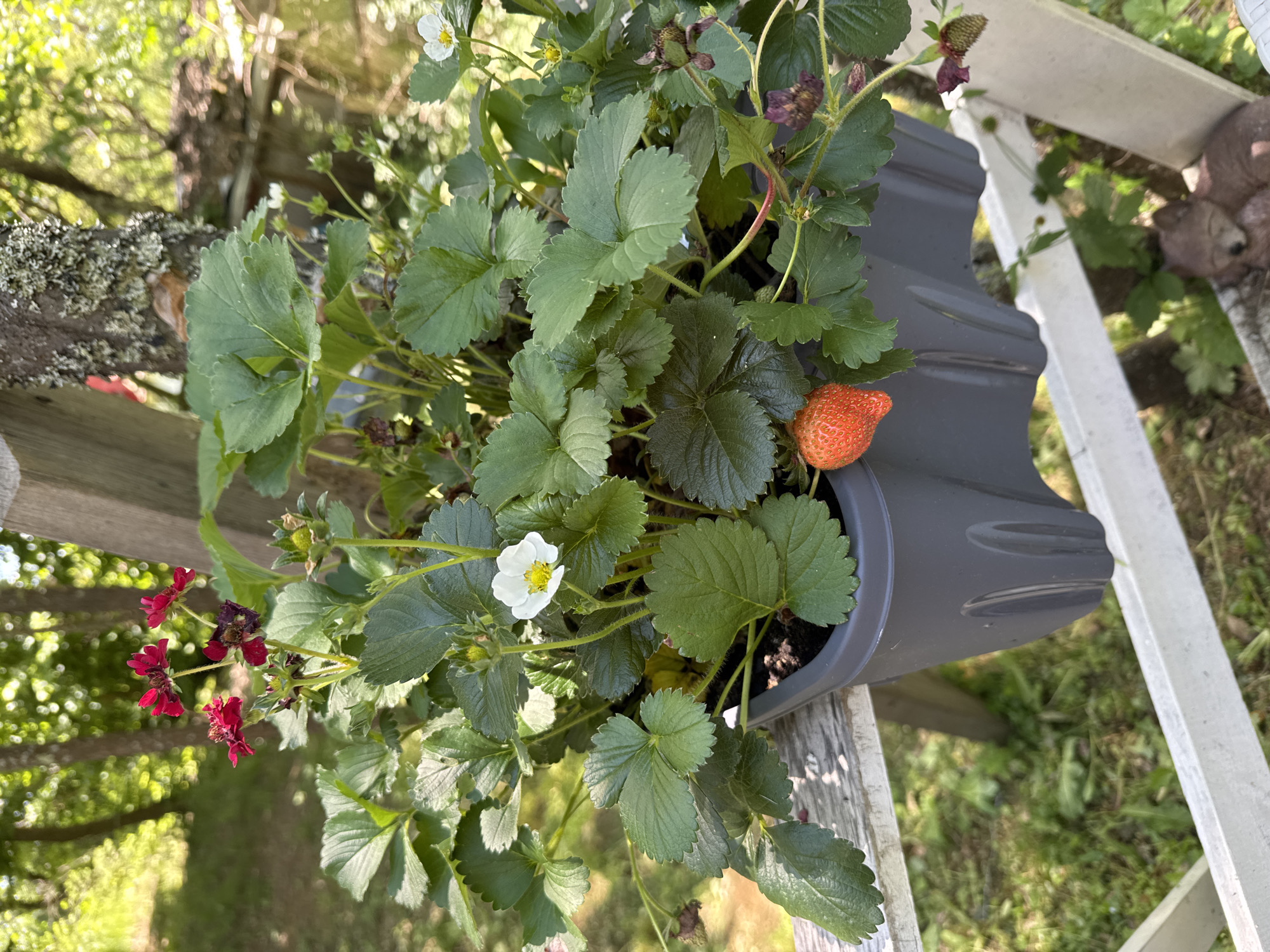 In Dramsha, Bulgaria, a grey plastic planter filled with strawberry plants is mounted on a wooden railing. The planter contains green strawberry leaves, several red and white flowers, and one ripe, orange-red strawberry. In the background, trees with dappled sunlight filtering through their leaves suggest an outdoor, possibly garden or yard, setting. A wooden post and other unidentifiable structures are visible behind the planter.