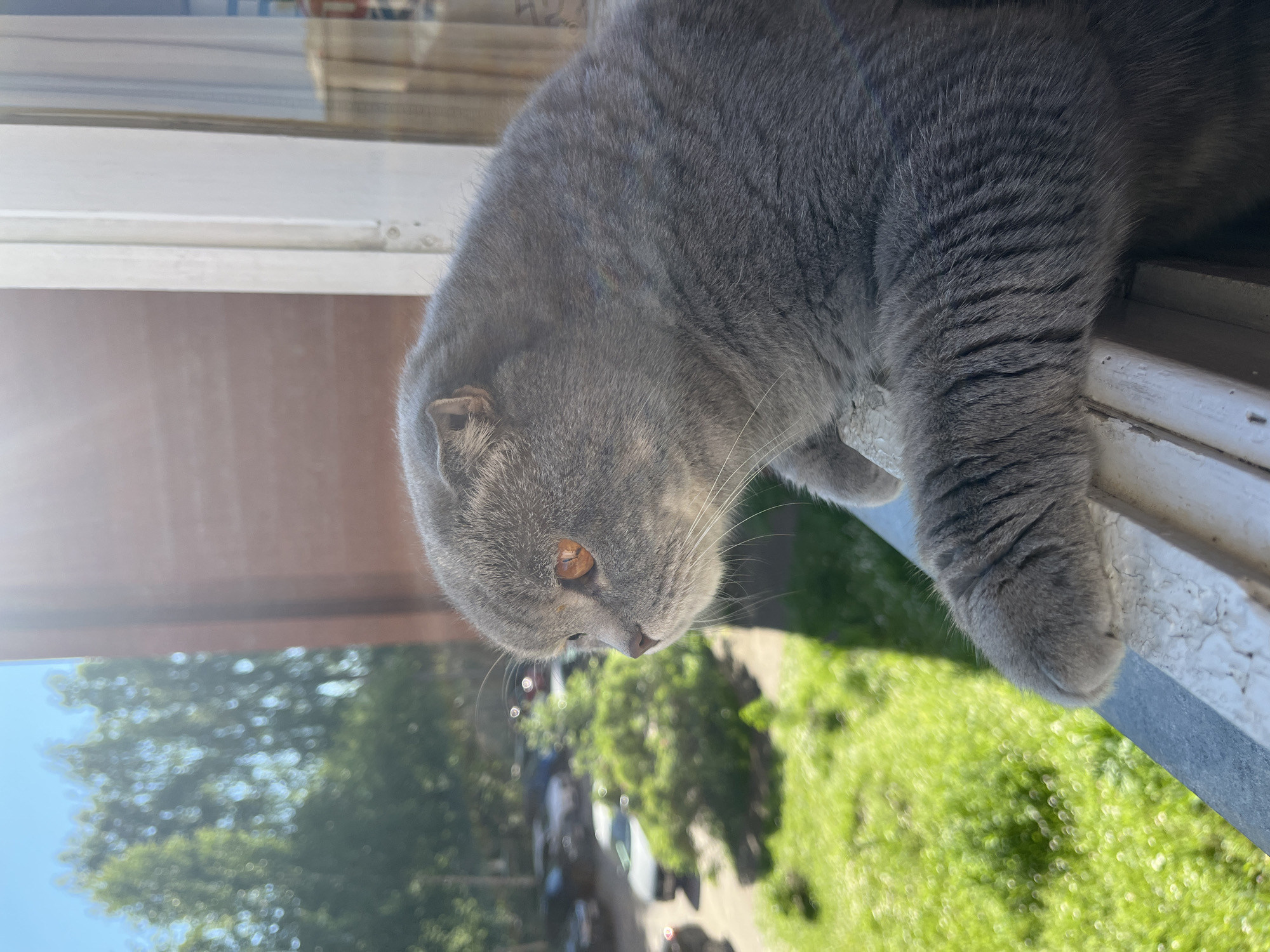 A grey Scottish Fold cat with orange eyes sits on a windowsill, looking out at a leafy green yard and a street with parked cars. The cat's paws rest on the windowsill. A brick building is visible behind the cat, and sunlight streams in from the right side of the frame. The scene appears to be in Chaikovsky, Russia, on a sunny day.