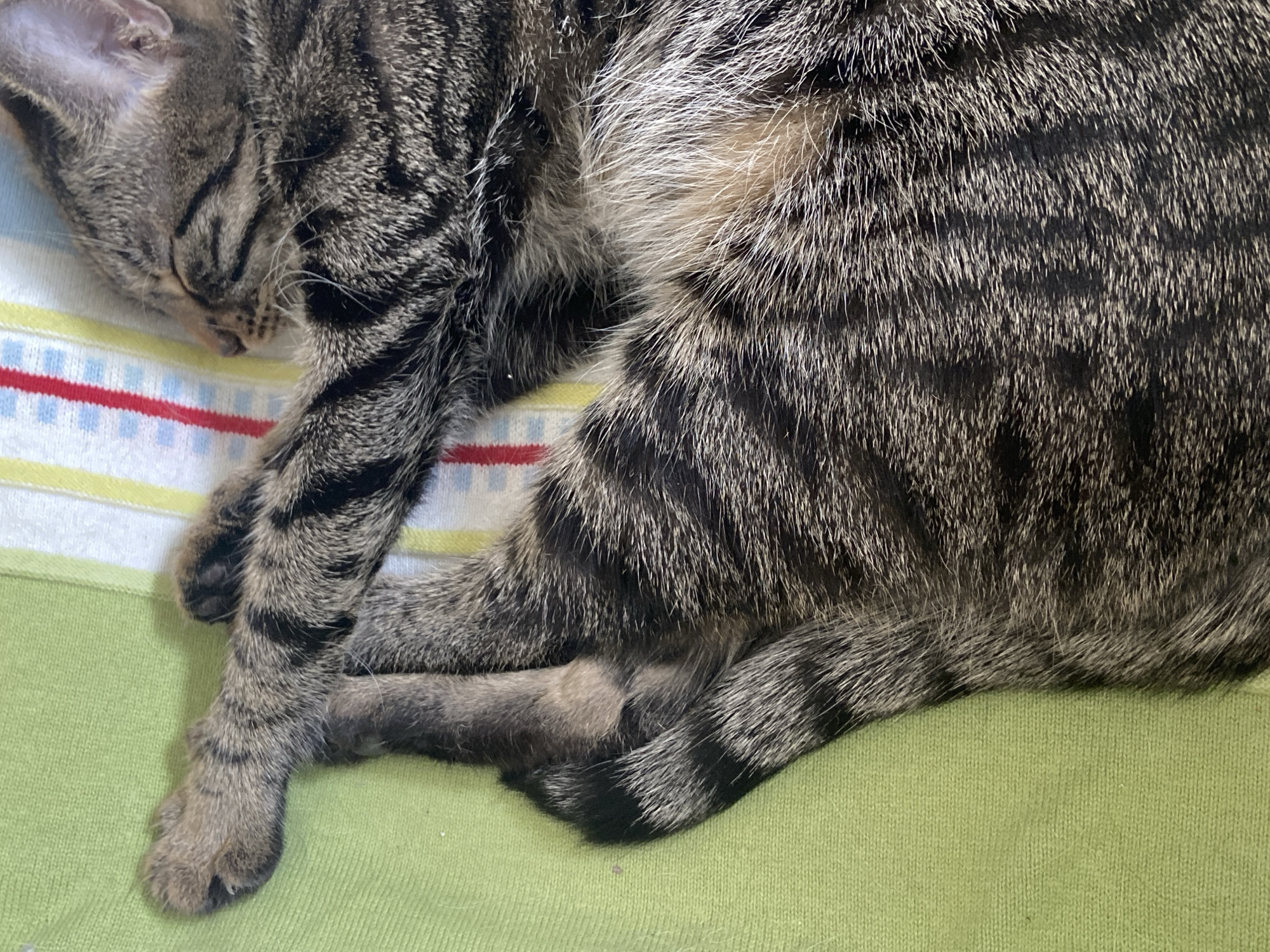 A close-up, overhead shot shows a tabby kitten sleeping on a striped blanket and a green surface. The kitten's head is on the right, facing left, with its eyes closed and ears slightly back. Its paws are crossed in front of its face. The blanket is visible in the upper right, with stripes of red, white, and yellow. The green surface is on the left. The scene is devoid of any identifiable urban context or landmarks that would suggest a specific location in Sofia, Bulgaria.