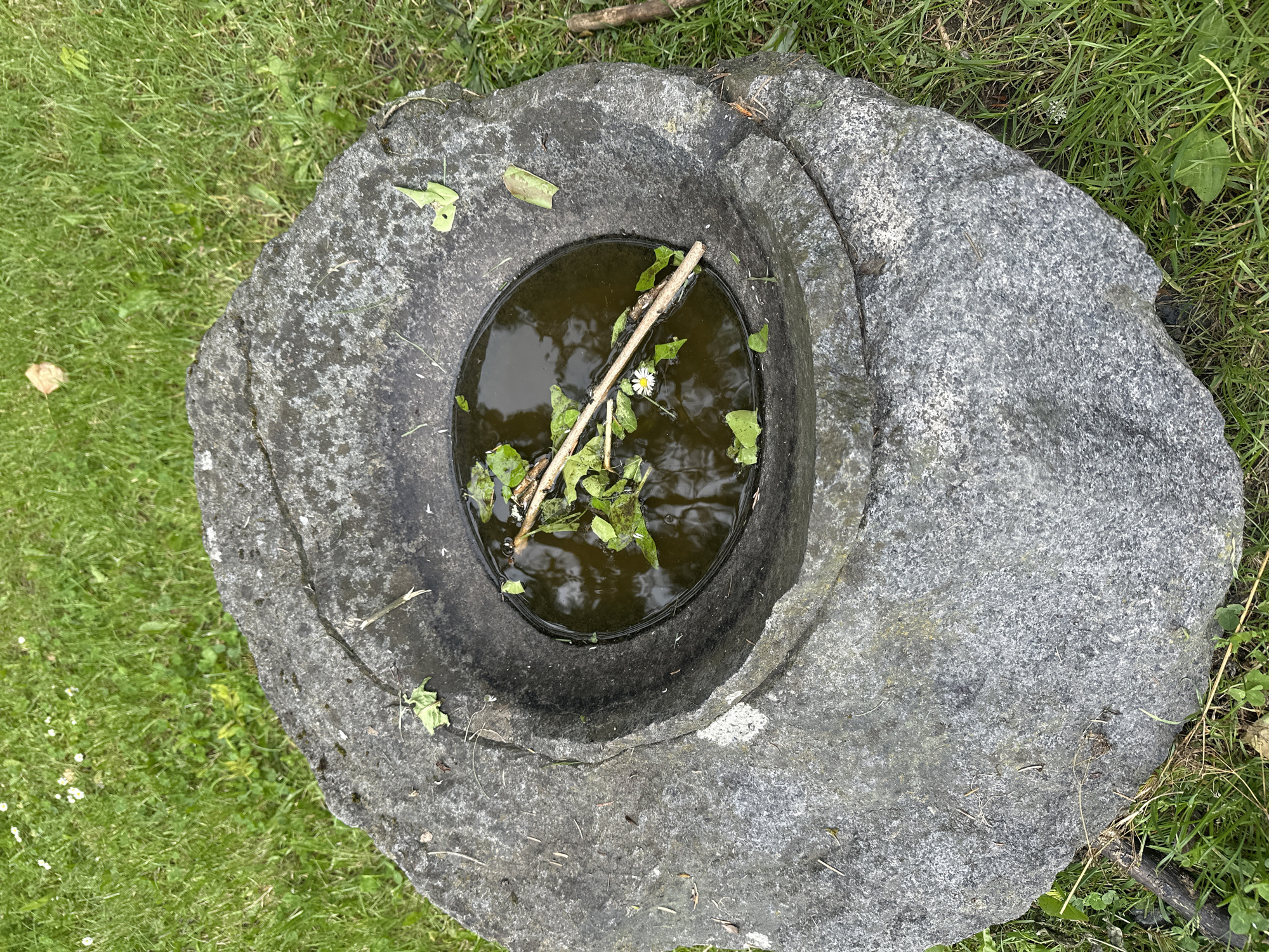 A rough, gray stone basin filled with dark water sits on a grassy area. The basin has a wide, irregular shape with a circular depression in the center that holds the water. Several green leaves and a twig with more leaves are floating in the water, along with a single small white daisy. The surrounding ground is covered in green grass, with scattered white flowers and some fallen leaves. The scene appears to be outdoors in a natural setting, possibly a garden or park. This stone basin is located in the grounds of Castlecomer House, a historic estate in Castlecomer, County Kilkenny, Ireland.