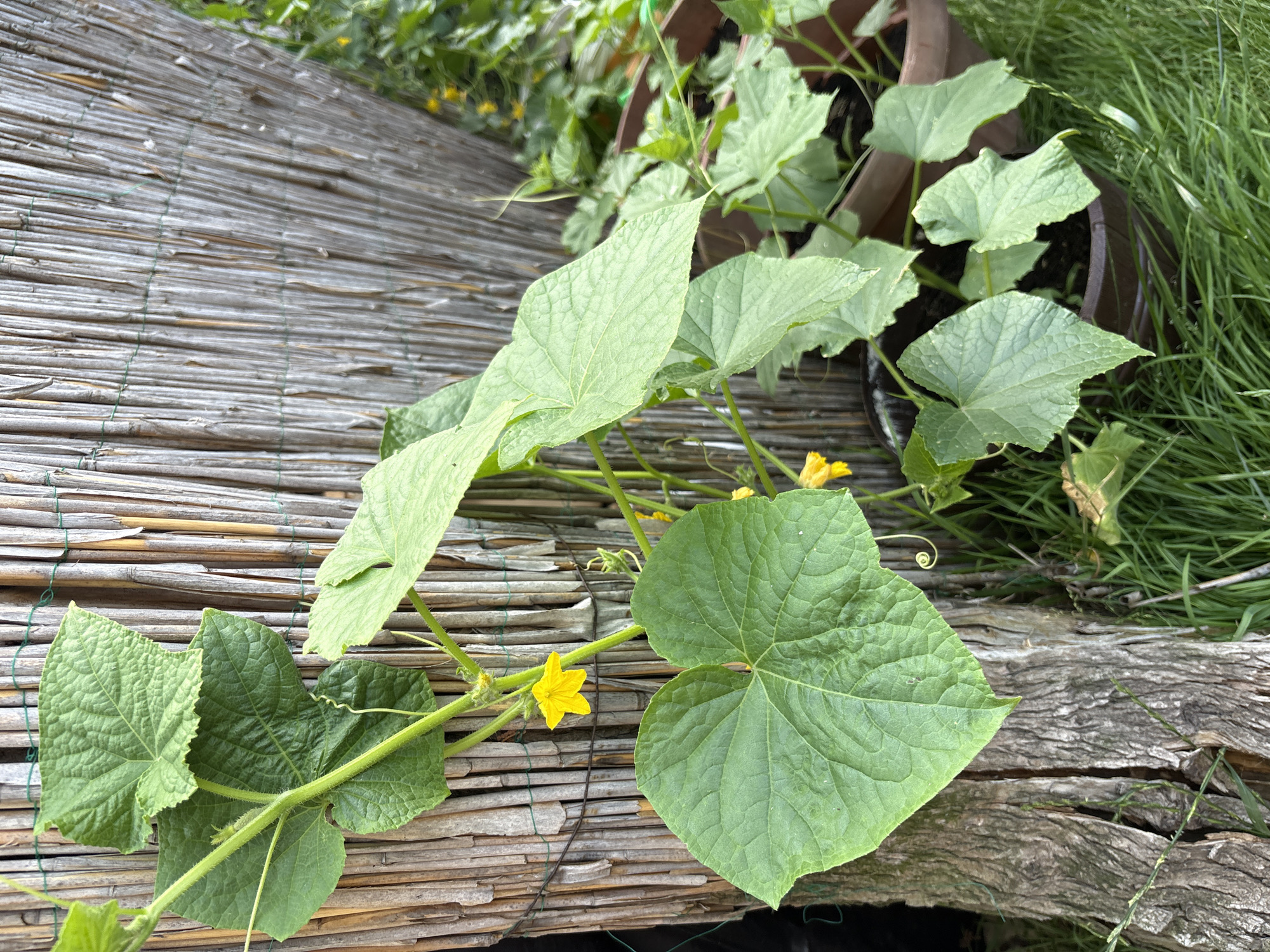 A high-angle medium shot captures a cucumber plant with large green leaves and a single yellow flower. The plant is growing out of a brown pot, which is partially visible in the upper right of the frame. A rustic woven mat made of light-colored reeds or bamboo covers the foreground and runs diagonally across the image. The mat is bound together with thin green string. Behind the mat, on the right side, is a weathered, rough-textured wooden plank. Tall green grass is visible behind the pot and the wooden plank, suggesting an outdoor setting. The lighting indicates it is daytime, possibly sunny, given the bright yellow of the flower and the clear visibility of the plant's details. The scene appears to be a garden or a patio area. There is no visible text in the image. The location context is Ćwiklice, Poland.
