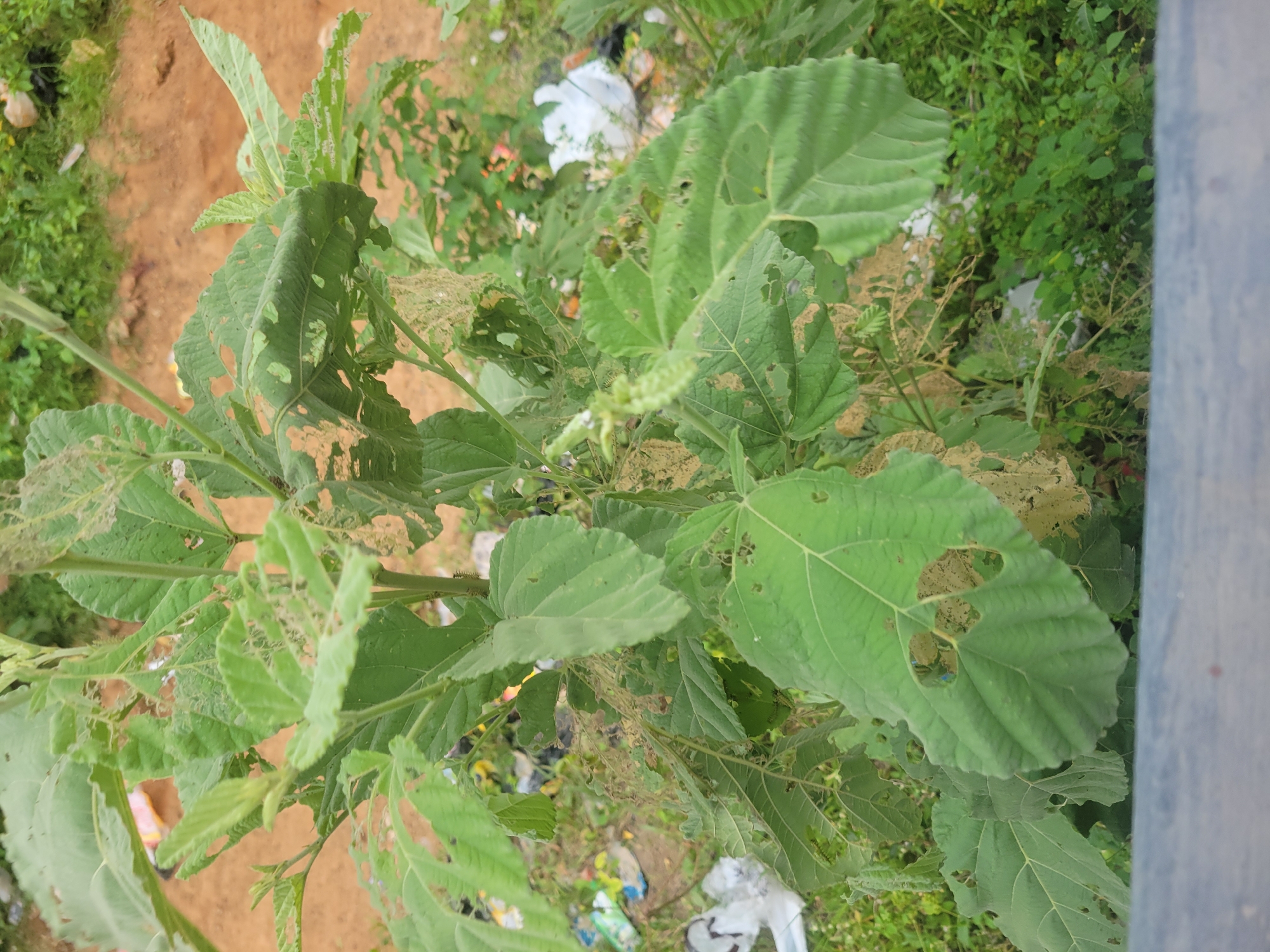 The image shows a close-up of a plant with large, green, serrated leaves. Many of the leaves have holes and are damaged, suggesting insect activity. The plant is growing outdoors in an area with mixed vegetation and soil. In the background, there are hints of trash, including some white plastic and colorful debris. The overall setting appears to be an unkempt outdoor environment. The lighting suggests it is daytime, but the weather is not discernible. There are no people or visible text in the image. The focus is entirely on the plant and its condition.