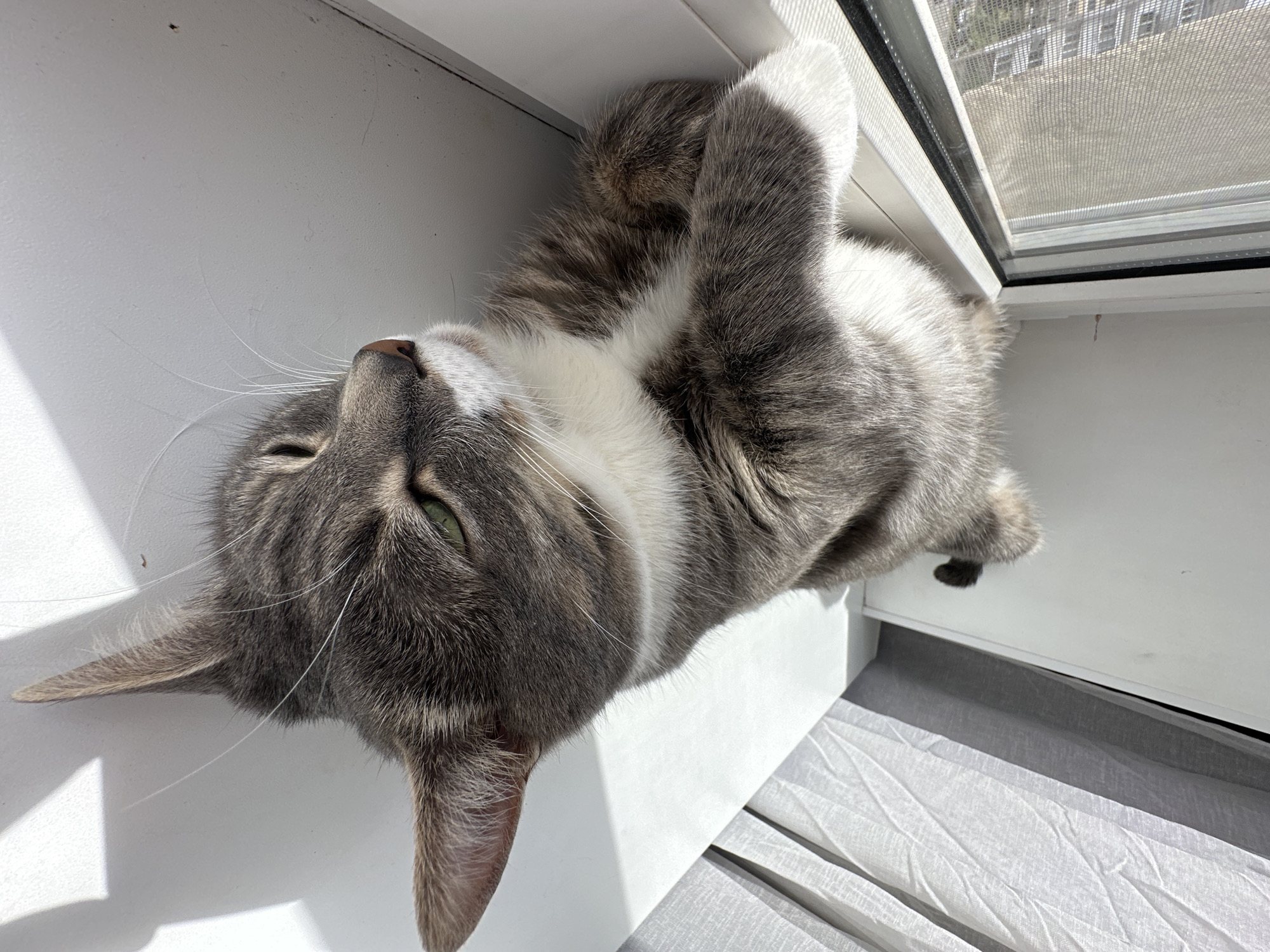 A grey and white tabby cat is captured in a close-up, high-angle shot, resting comfortably on a white window sill. The cat is lying on its back, with its head tilted upwards and eyes gently closed, suggesting it is either sleeping or basking in the sunlight. Its front paws are curled near its chest.
Strong, bright sunlight illuminates the scene, casting sharp shadows on the white window sill and the light-colored curtains or blinds below the sill. Through the open window, a window screen is visible, beyond which appears to be the exterior of a building or several buildings, hinting at an urban or suburban setting. The cat's fur shows distinct patterns of grey and white, and its whiskers are long and prominent. Its nose is a soft pink. The overall impression is one of peaceful relaxation, likely enjoying a sunny spot by the window. There is no visible text in the image.
