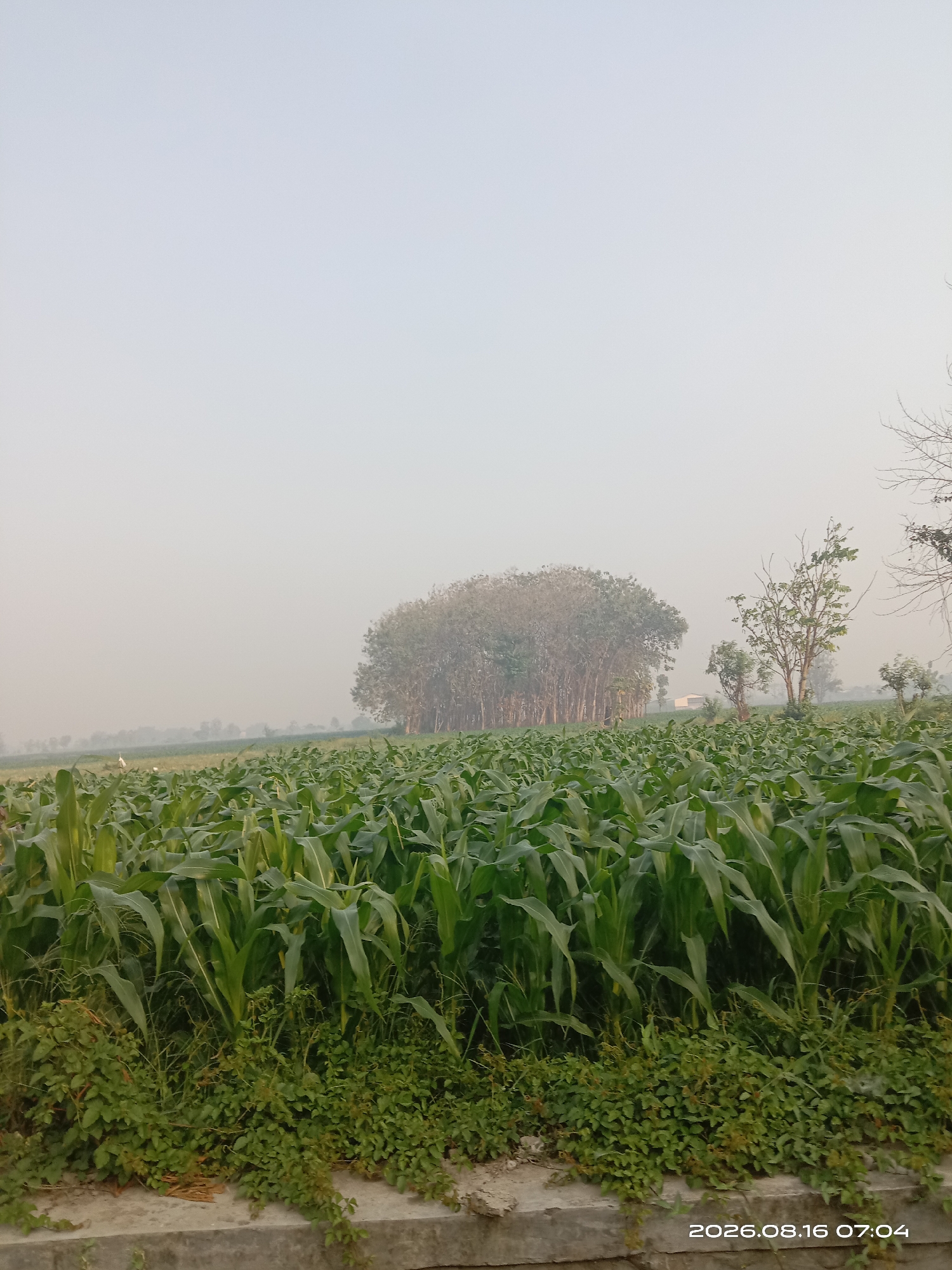 An outdoor, low-angle, medium shot captures a lush cornfield under a hazy, overcast sky. The foreground is dominated by rows of mature corn stalks, their broad green leaves reaching towards the sky. Beneath the corn, a dense layer of smaller green plants and vines covers the ground. A concrete barrier runs along the bottom of the frame, demarcated by rough texture and weathered edges.

In the mid-ground, the cornfield continues, interspersed with patches of grass and distant trees. To the left, a thin plume of white smoke or fog drifts above the field. Further into the distance, a cluster of tall, slender trees with dense foliage stands prominently, appearing somewhat muted by the atmospheric haze. To the right of this cluster, a few smaller, sparser trees are visible, with one noticeably bare of leaves. A small, white rectangular structure, possibly a building, is faintly visible behind the trees in the distance.

The sky above is a uniform pale gray, lacking any discernible clouds or celestial bodies, suggesting an overcast or foggy condition. The overall lighting is soft and diffused. A timestamp in the bottom right corner reads "2026.08.16 07:04". The scene depicts a rural agricultural landscape.