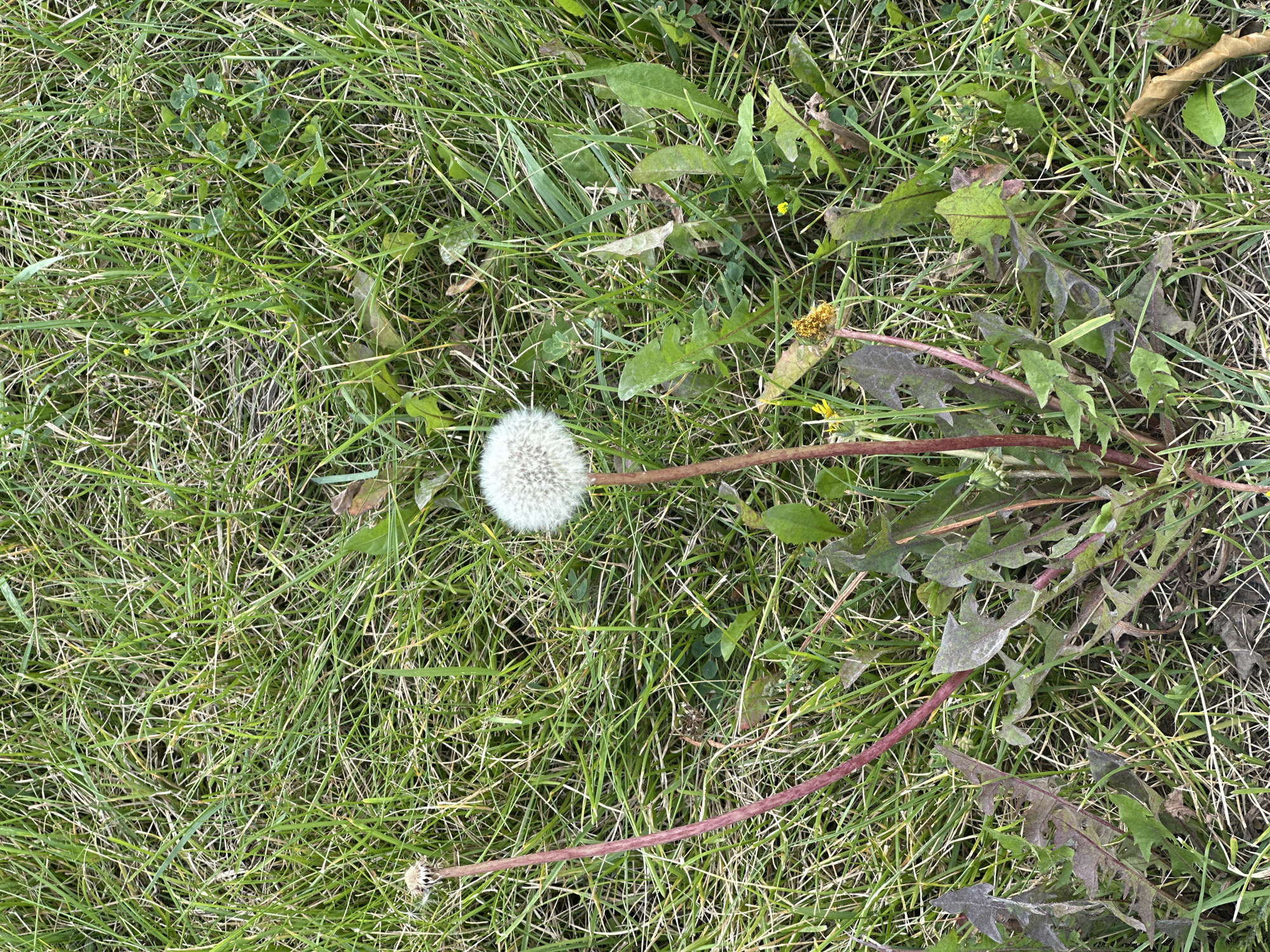A close-up, high-angle shot shows a patch of green grass with several dandelion plants. The dandelions are in various stages of development. One has a fluffy white seed head, while another is just beginning to form a flower, appearing as a brown and yellow bud. Another plant has a dried-out seed head. The grass is thick and uneven, with some dried leaves and blades scattered throughout. The lighting suggests it is daytime. The scene is consistent with a park or unmanicured lawn area within the city of Minsk, Belarus. No people or animals are visible in the image.