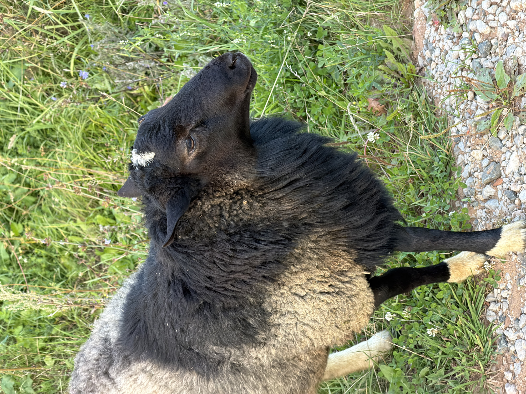 An eye-level medium shot captures a black and grey sheep standing on a gravelly path with green grass and foliage in the background. The sheep is facing right, with its head turned to look forward. Its wool is thick and appears to be a mix of black and grey. One small white tuft of wool is visible on its forehead. The sheep's legs are visible, with black fur on the upper parts and tan-colored hooves. The environment appears to be rural, with no man-made structures or people visible in the frame. The lighting suggests it is daytime, possibly late afternoon due to the soft shadows. There is no specific information available to determine the exact location in Chaikovsky, Russia, but the scene is consistent with a natural, outdoor setting.