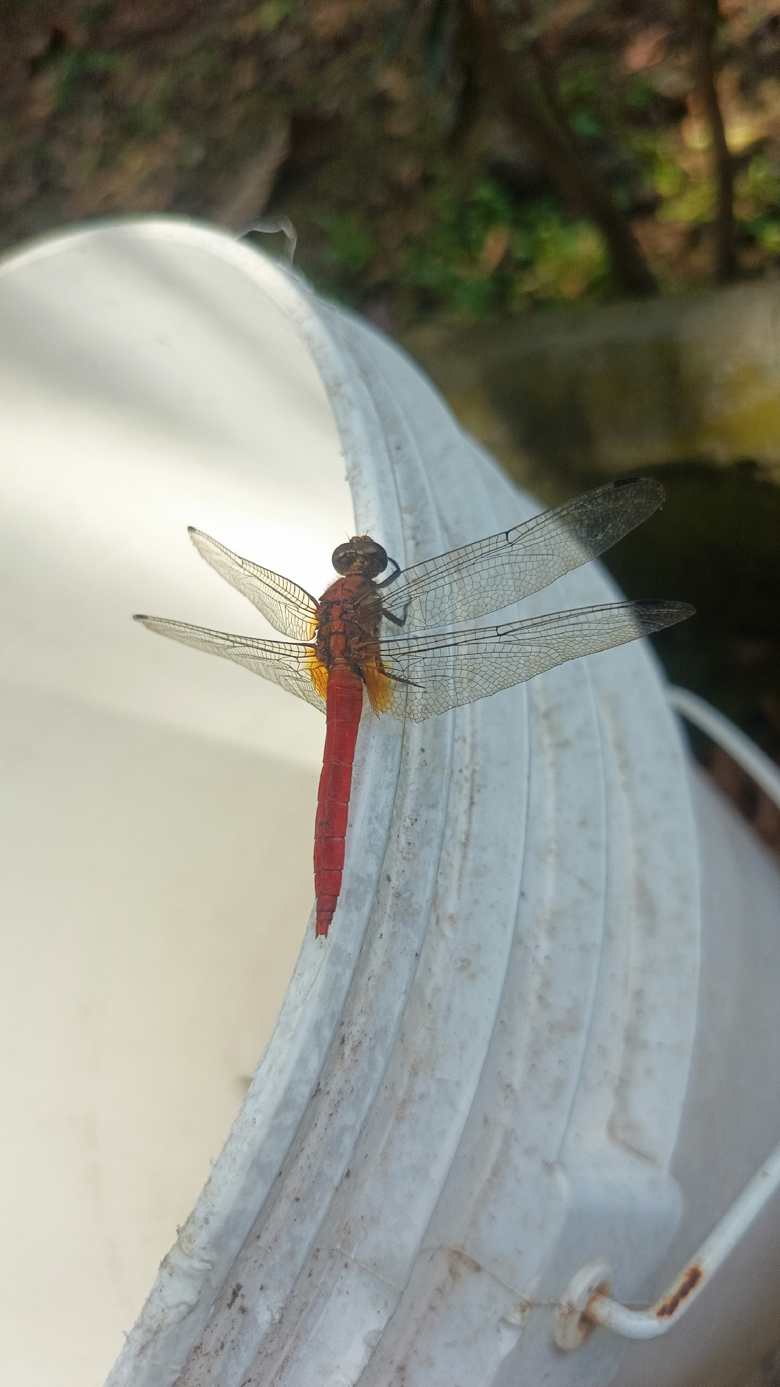 A red dragonfly is perched on the rim of a white bucket in a natural outdoor environment. The dragonfly is positioned vertically, with its body extended downwards. Its wings are spread wide, showcasing their intricate vein patterns. The head and thorax of the dragonfly are a reddish-brown color, transitioning to a vibrant red for its abdomen. Some yellow coloration is visible at the base of the abdomen. The bucket appears to be made of plastic and has a ribbed texture. The background consists of blurred foliage and hints of trees, suggesting a wooded or garden area. The lighting indicates it is daytime. The image is captured from a low angle, focusing on the dragonfly and the bucket.