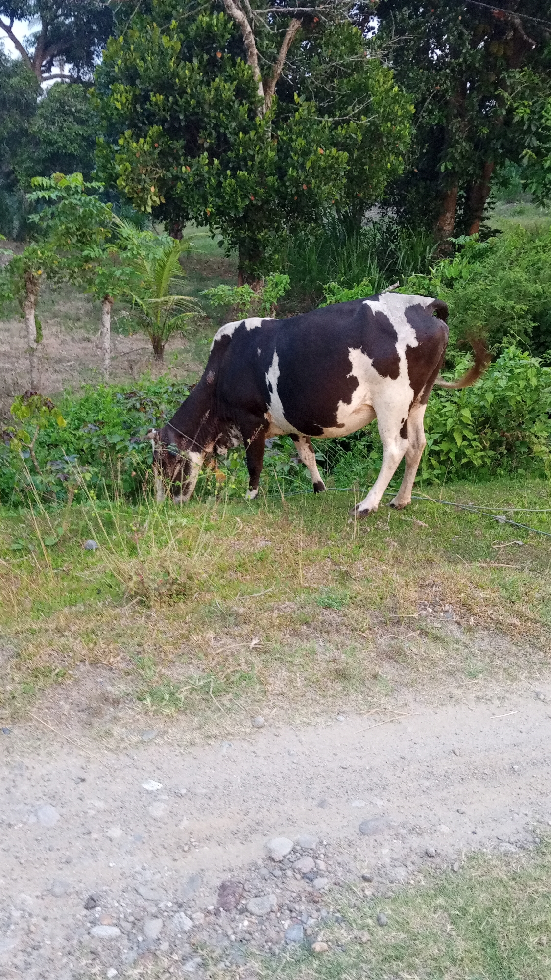 A black and white cow grazes on a grassy verge next to a dirt road in Uteunreutoh, Indonesia. The background includes lush, green vegetation and trees. The cow is the central subject of the image.