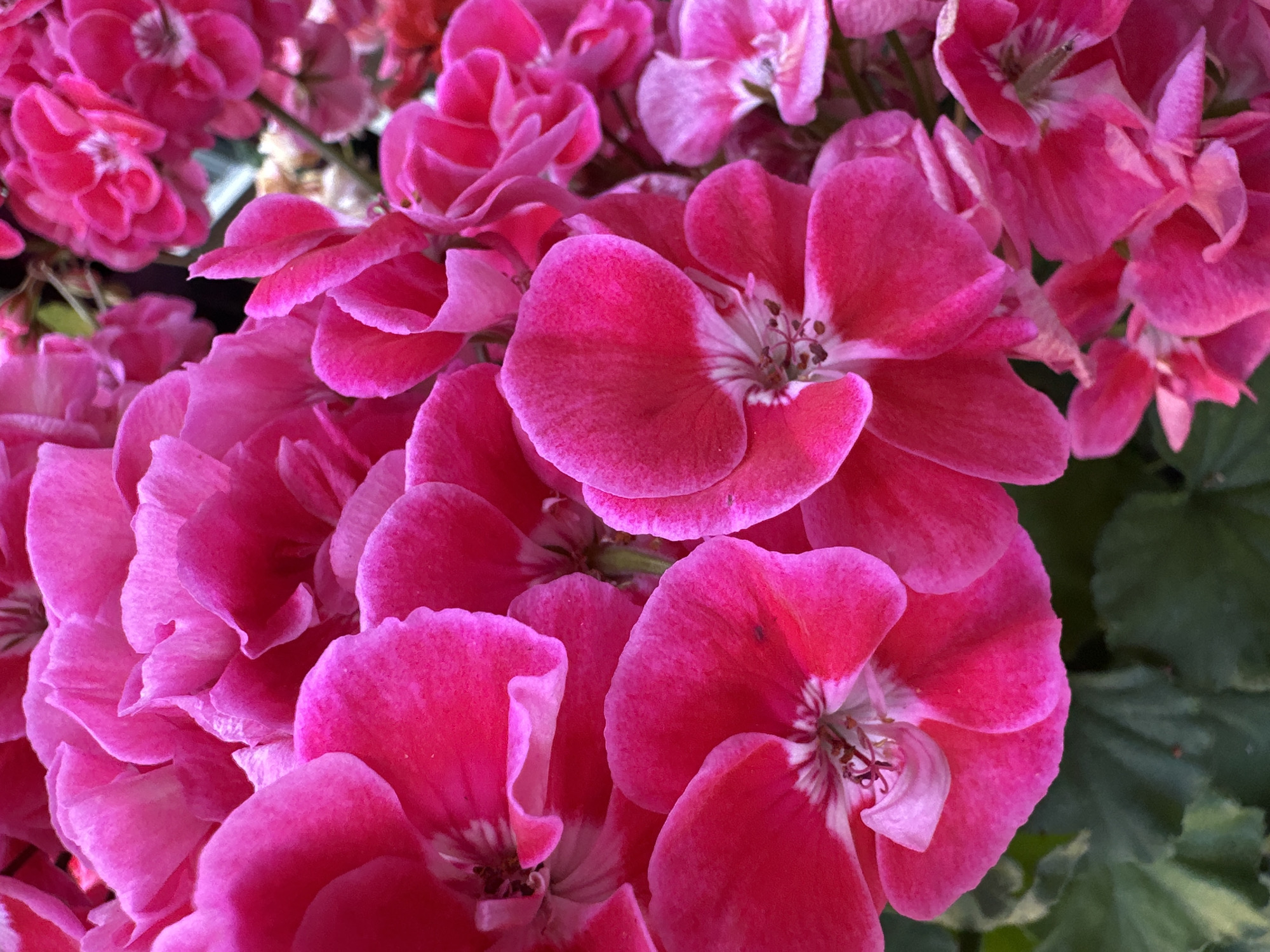A close-up, overhead view shows a dense cluster of vibrant pink geranium flowers. The flowers are in full bloom, with their petals slightly curled and layered over each other. The centers of some flowers reveal delicate white and dark pink striations and stamens. Dark green leaves are visible at the bottom of the frame, providing a contrasting backdrop to the bright blossoms. The image does not provide any information about the city of Lynnwood, United States, or any people or specific actions.