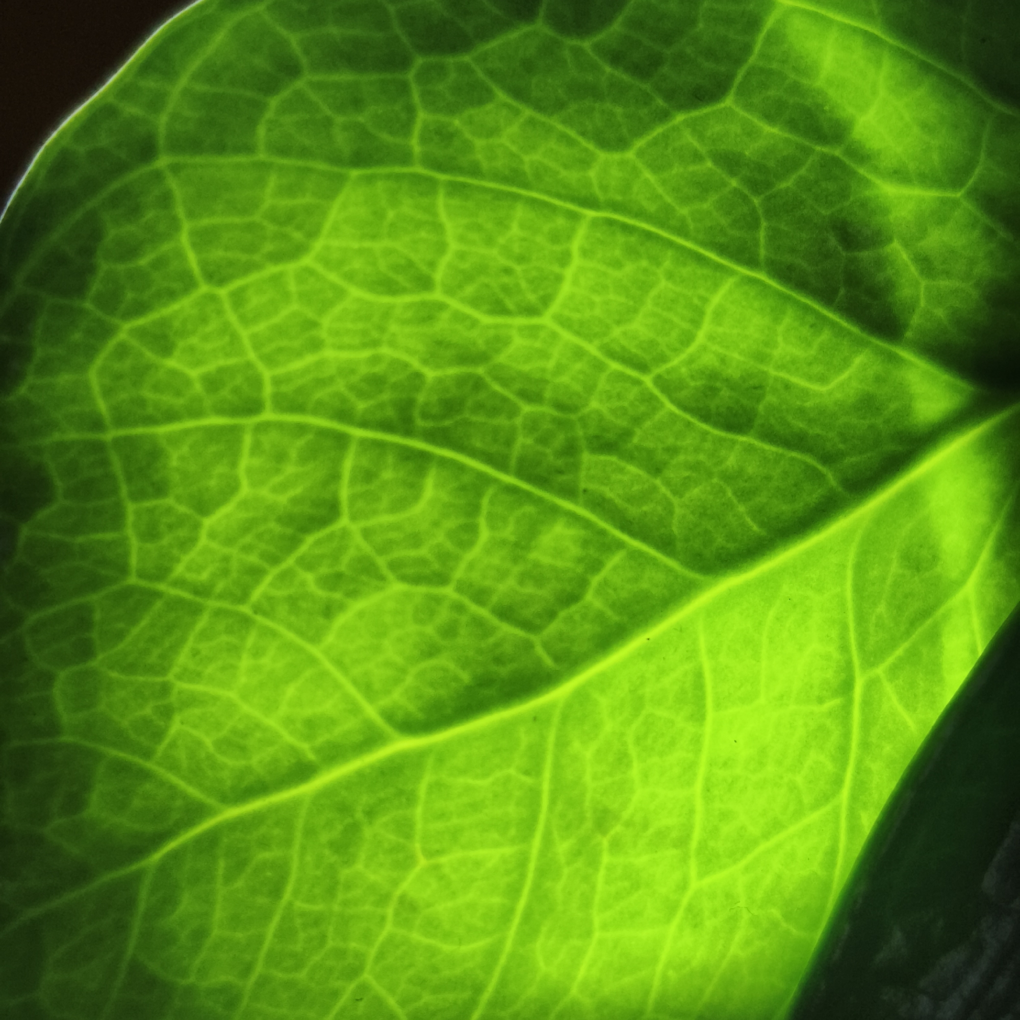 A close-up, square-format image reveals a section of a green leaf. The leaf is brightly illuminated from behind, highlighting its intricate vein structure. The larger veins run diagonally across the frame, while a network of smaller veins creates a cellular pattern. The overall color is a vibrant green, with some areas appearing lighter due to the backlighting. The very right side of the leaf is in shadow. There is no indication of the location in the city of Chaikovsky, Russia, nor any information about people, subjects, objects, actions, interactions, or the environment other than the leaf itself.
