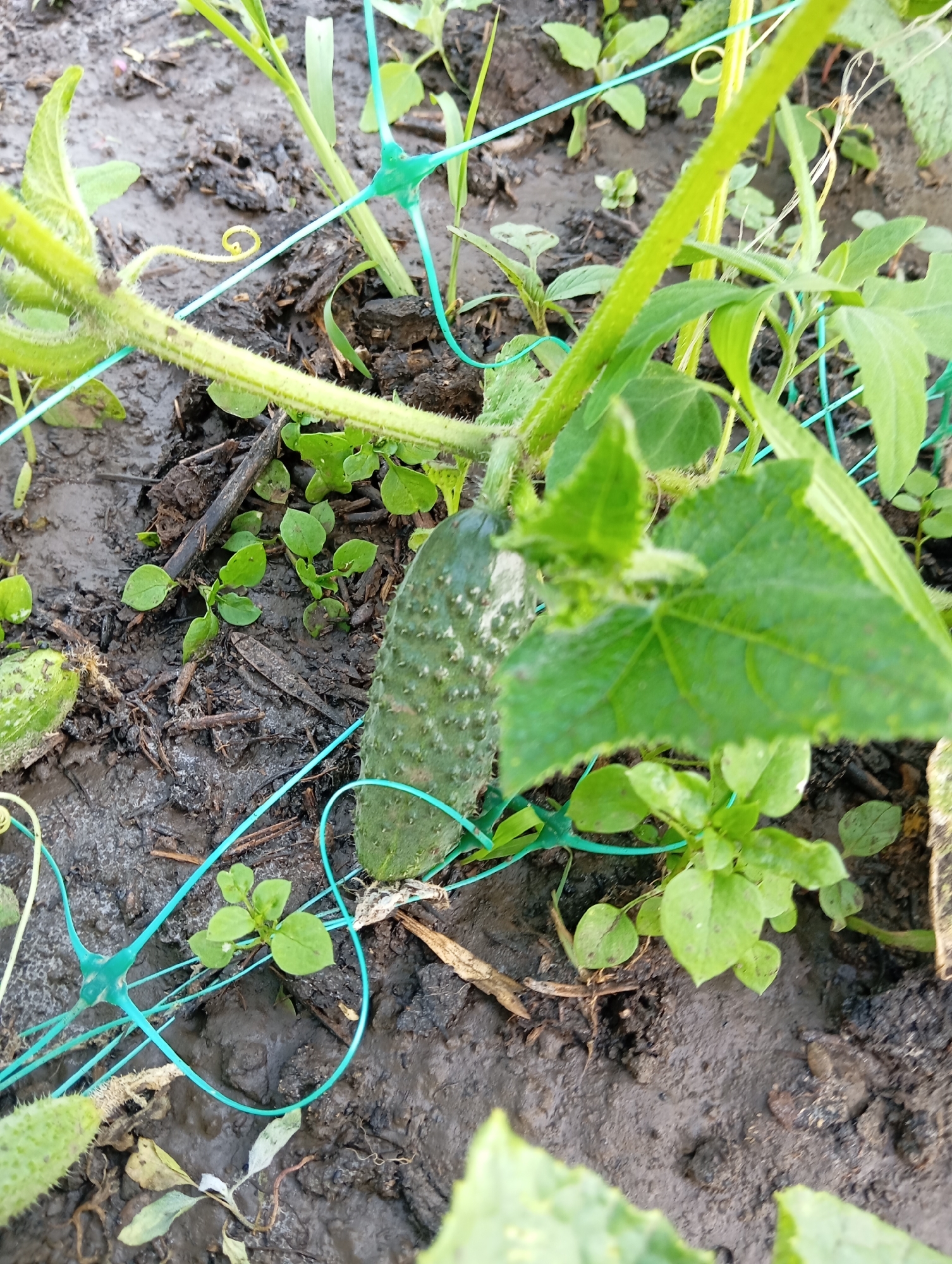 The image shows a close-up view of a cucumber plant growing in damp, dark soil. Several small, green leaves are scattered around the base of the plant, and some dry plant debris is mixed with the soil. A light blue, net-like material is draped over parts of the plant and the surrounding soil, likely a trellis or support system. The focus is on a small cucumber developing on the vine, which has a bumpy, green skin. A curled tendril is also visible on the left side of the image. The lighting suggests it is daytime, and the wet soil indicates recent rain or irrigation. The scene appears to be a garden or allotment in Orenburg, Russia, with the focus on the plant's growth. There is no visible text in the image.
