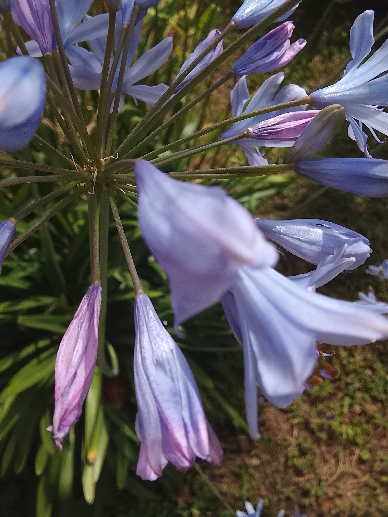 A close-up, low-angle shot captures a cluster of blue and purple Agapanthus flowers against a blurred background of green foliage and dry earth. The flowers, in various stages of bloom, exhibit delicate petals and thin stems. One large, pale blue flower is prominently featured in the foreground, appearing out of focus. The scene suggests an outdoor setting, likely a garden. The provided image does not contain any elements that can be used to determine its location in Oryol-Izumrud, Russia.