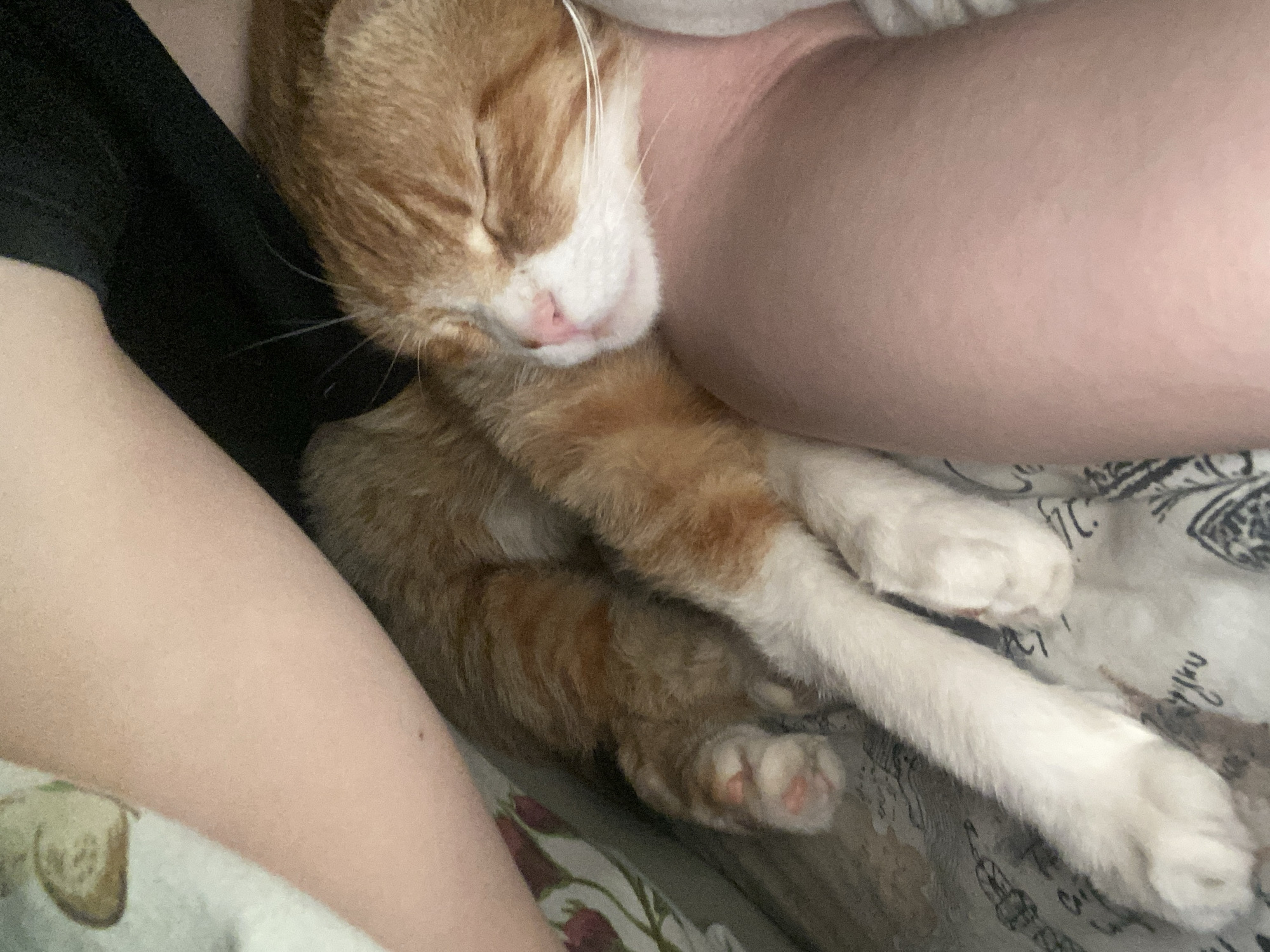 An orange and white cat is curled up and sleeping next to a person. The cat's head is resting against the person's arm. The cat has a pink nose and closed eyes. The person's skin is fair. The background is a patterned bedsheet. The location is unknown.