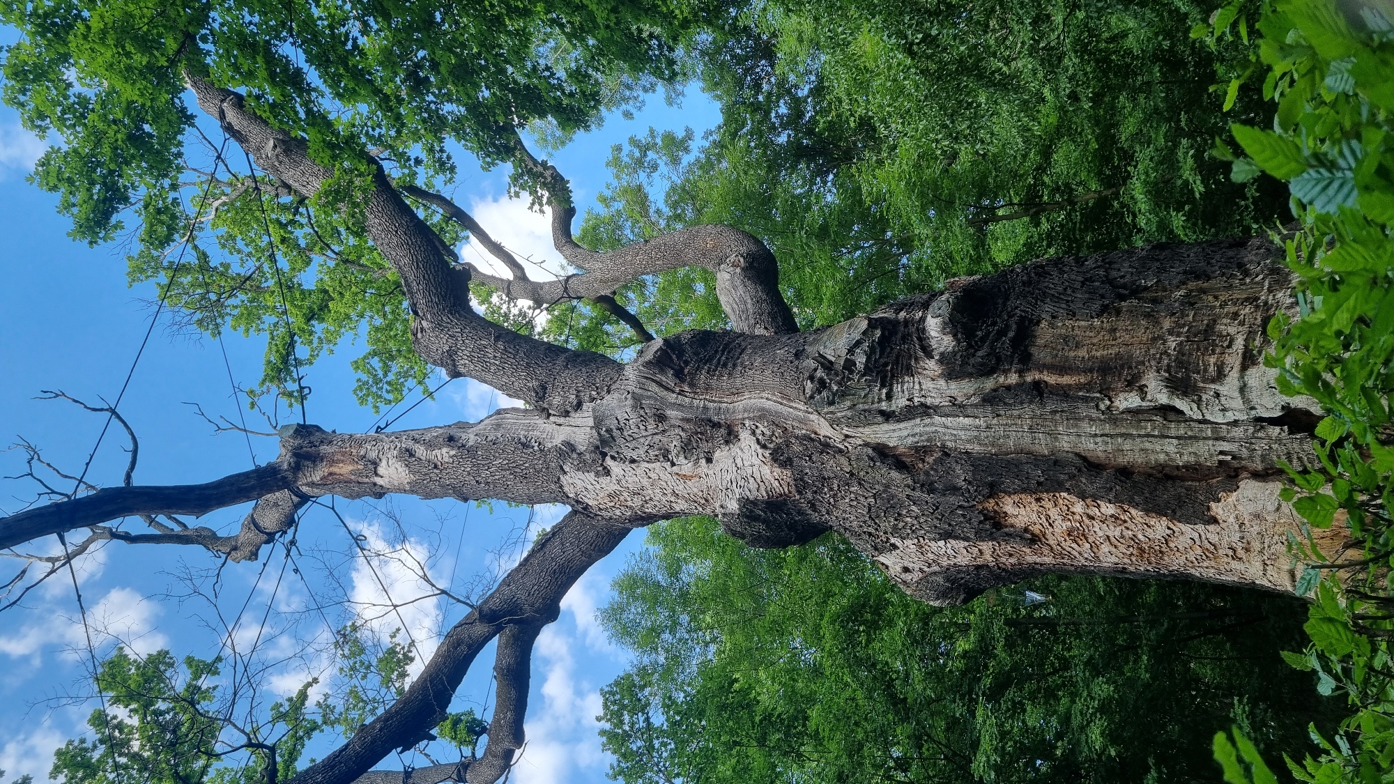 This is a low-angle, upward-looking photographic image of a colossal, ancient deciduous tree, likely an oak, situated in the city of Buda, Ukraine. The tree's massive, gnarled trunk features deeply furrowed, dark brown bark, interspersed with lighter, exposed wood where sections of bark have shed or decayed. A prominent vertical fissure runs down the center of the visible trunk. Numerous large branches extend upwards and outwards; several higher branches, particularly on the left, are bare and appear devoid of leaves, indicating partial dormancy or death, while others, notably on the right, are densely covered with vibrant green foliage. Multiple dark, thin cables or wires are visible crisscrossing between the upper branches, secured with visible attachment points, indicating structural support mechanisms. The background reveals a clear blue sky with scattered white cumulus clouds. Dense green foliage from surrounding deciduous trees forms a natural backdrop around the main tree. The immediate foreground shows a partial view of green leafy undergrowth. No people or animals are present.