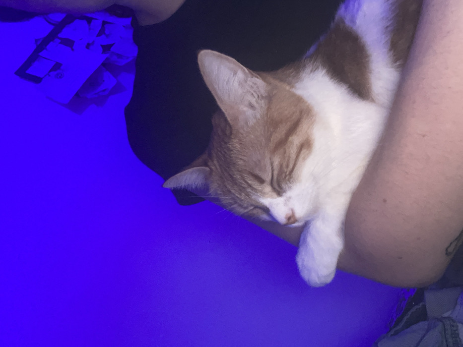 The image depicts an orange and white tabby cat resting on a human's forearm. The cat, positioned in the lower-left to mid-right foreground, has its eyes closed, indicating sleep or deep relaxation. Its fur is predominantly orange with distinct white markings on its muzzle, chest, belly, and visible front paw. The cat's head is slightly turned towards the left.
A human is partially visible, primarily represented by a bare forearm supporting the cat, and a shoulder/upper chest area clothed in a dark, likely black, t-shirt. A dark tattoo or marking is visible on the lower part of the human's forearm. A portion of the back of a head or neck is visible at the top right, behind the shoulder.
The environment is an indoor setting illuminated by a pervasive, uniform blue light, casting a distinct hue over the scene. The background consists of a wall, uniformly blue. In the upper right background, behind the human's shoulder, indistinct objects or decorations, possibly white in color, are affixed to the wall, also bathed in blue light.
The specific location in the city of Buenos Aires, Argentina, cannot be determined from the visual information present in the image.