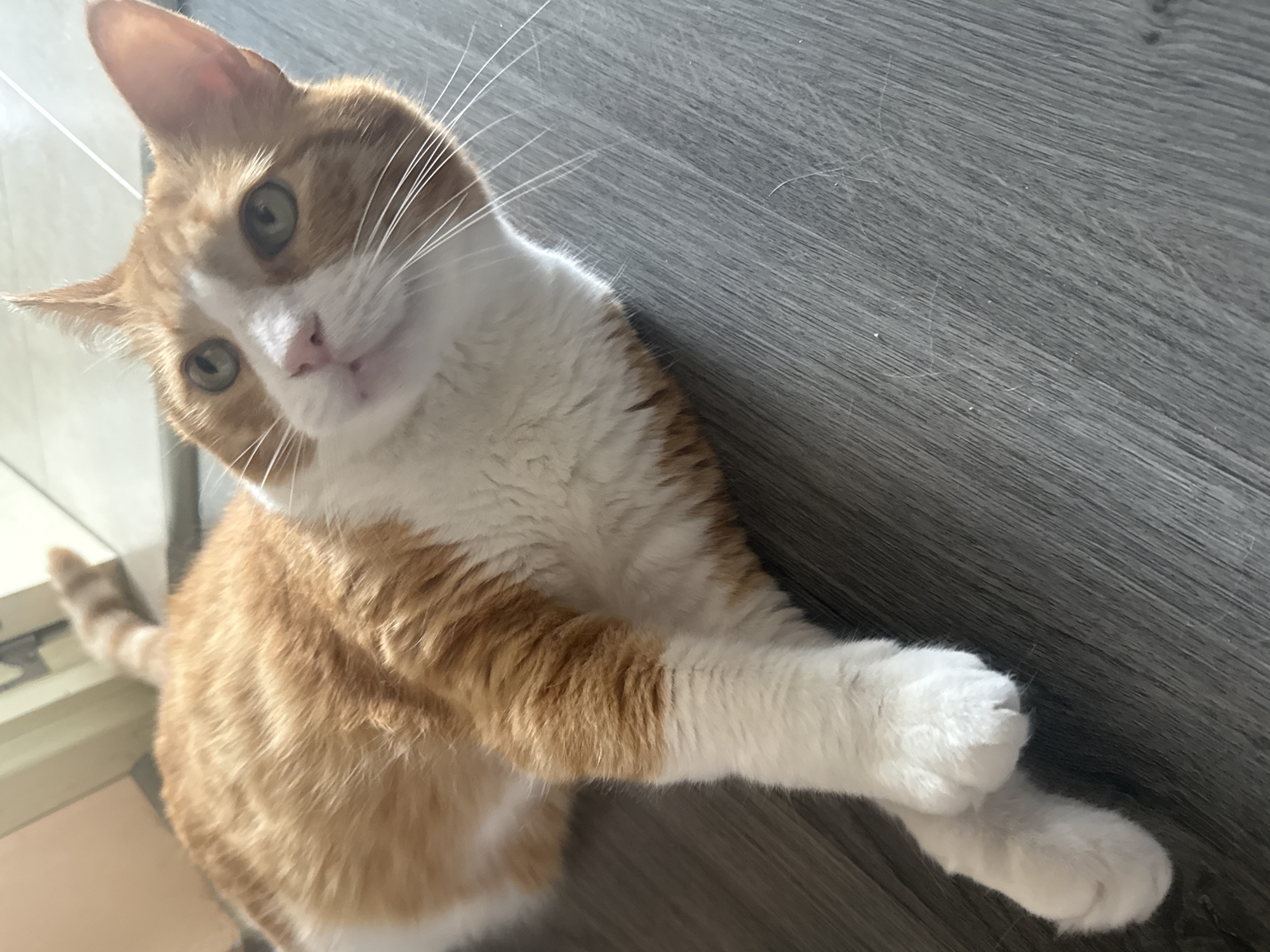 An orange and white tabby cat is the primary subject, seen lying or lounging on a dark gray wooden floor and looking directly up at the viewer. The cat's head is tilted to its right, conveying a curious or attentive expression. It has striking green-yellow eyes, a small pink nose, and prominent long white whiskers. Its fur pattern consists of vibrant orange markings on its head, back, and tail, contrasted with large areas of white fur on its face, chest, and paws.
The activity taking place is the cat resting indoors and engaging with whoever is holding the camera. Its front paws are visible, appearing relaxed, with one slightly overlapping the other. The background consists entirely of the wooden floor, which features distinct planks running horizontally across the image. The floor shows some minor scuffs, dust, or stray hairs, indicating a domestic setting. Bright, natural lighting illuminates the scene, suggesting it is daytime. There are no people or visible text in the image. The setting is an indoor space with wooden flooring.