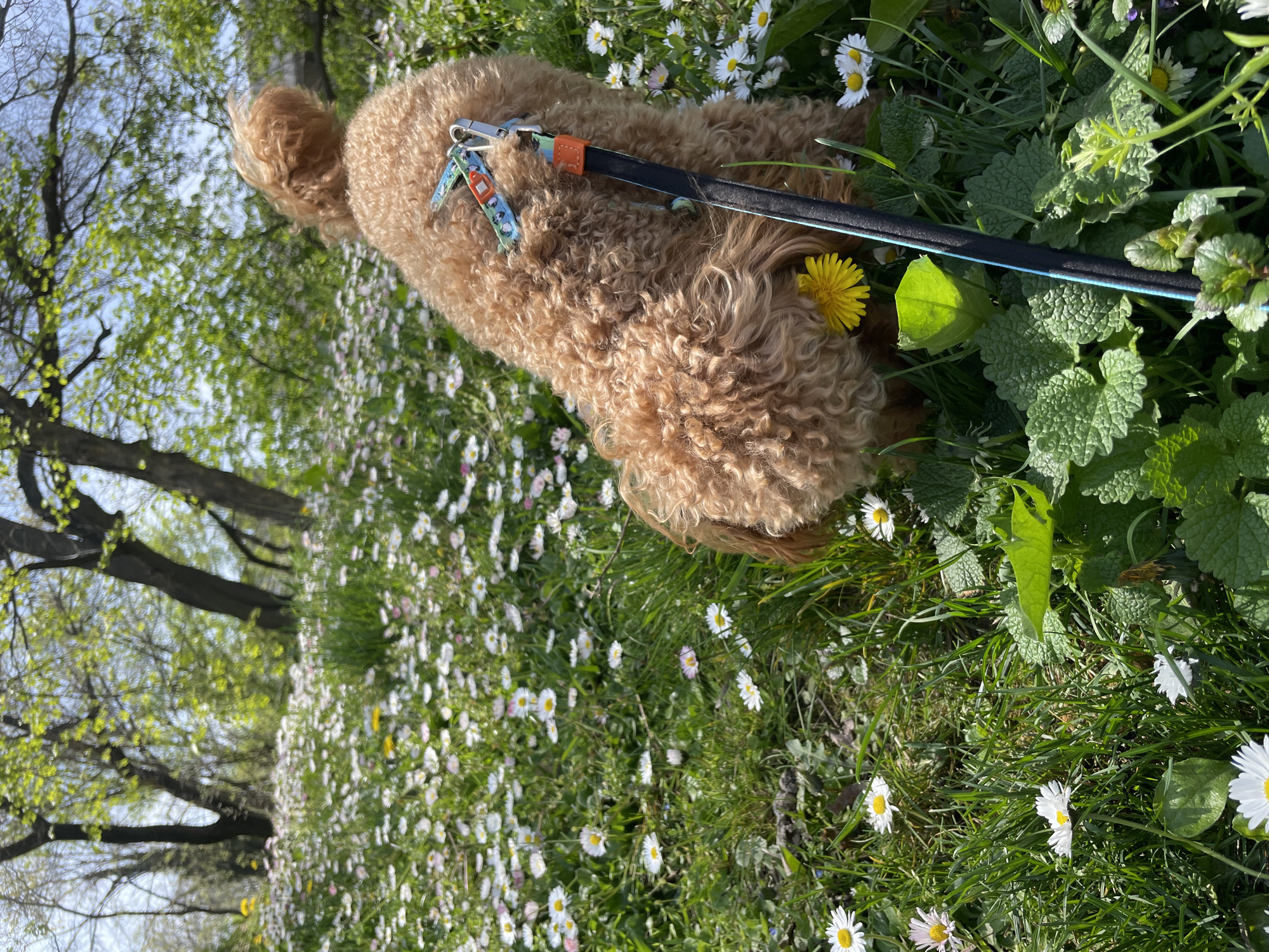 This image, captured in Plovdiv, Bulgaria, presents a top-down view of a light brown, curly-haired dog (resembling a poodle or doodle breed) positioned vertically in a lush field of grass and wildflowers. The dog's back, a portion of its head, and its right ear are visible as it appears to be sniffing the ground or resting amidst the foliage.
A black leash with a light blue stripe on its underside is clipped to the dog's collar or harness. Attached to the leash's clip are several colorful charms; one is blue with a pattern of white, stylized faces or skulls, and another is an orange/red tag with an indistinct design.
The ground is densely covered in bright green grass, profusely dotted with white daisies that have yellow centers, and several bright yellow dandelions. Various other broad-leafed green plants are also interspersed throughout the field. In the background, on the left side of the frame, several trees with dark trunks and branches display sparse, light green foliage, indicating the early spring season. A clear, bright blue sky is visible between the tree branches, suggesting a sunny day. The scene evokes a peaceful and natural setting, portraying a quiet moment of outdoor enjoyment. No legible text is discernible other than the patterns on the dog's charms.