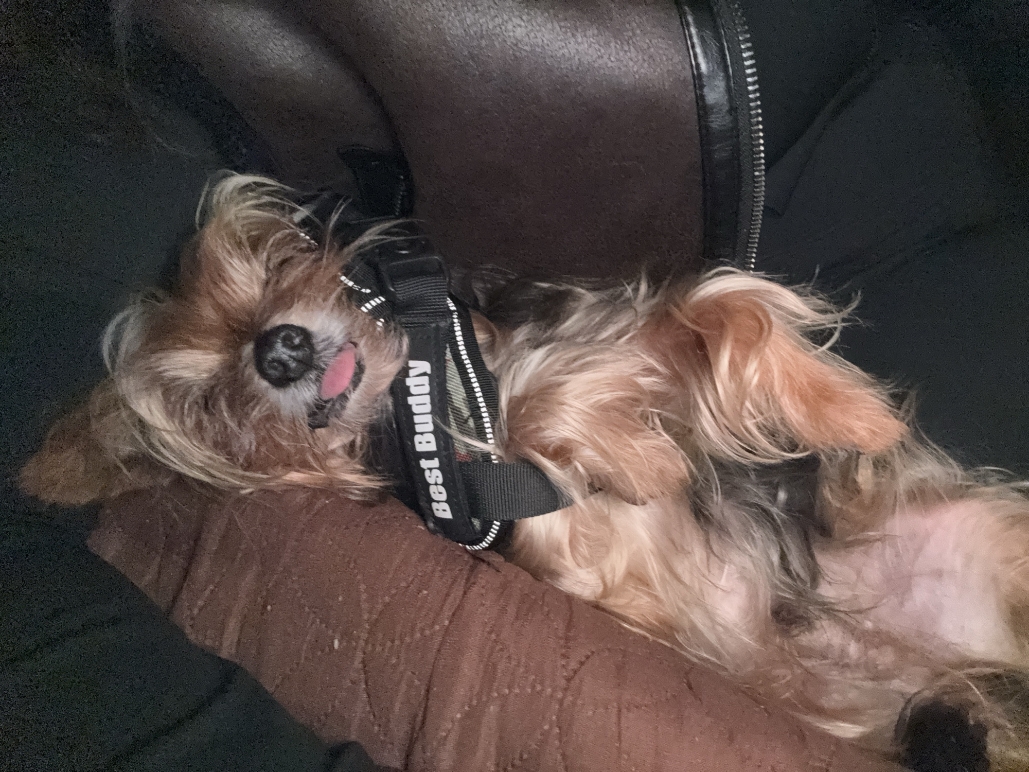 A small, brown, long-haired dog wearing a black harness labeled "Best Buddy" lies on its back on a brown quilted surface, possibly a blanket. The dog has its tongue slightly sticking out. The dog is next to a dark-colored item with a zipper.
There is no indication of the location of the city of Burgas, Bulgaria.