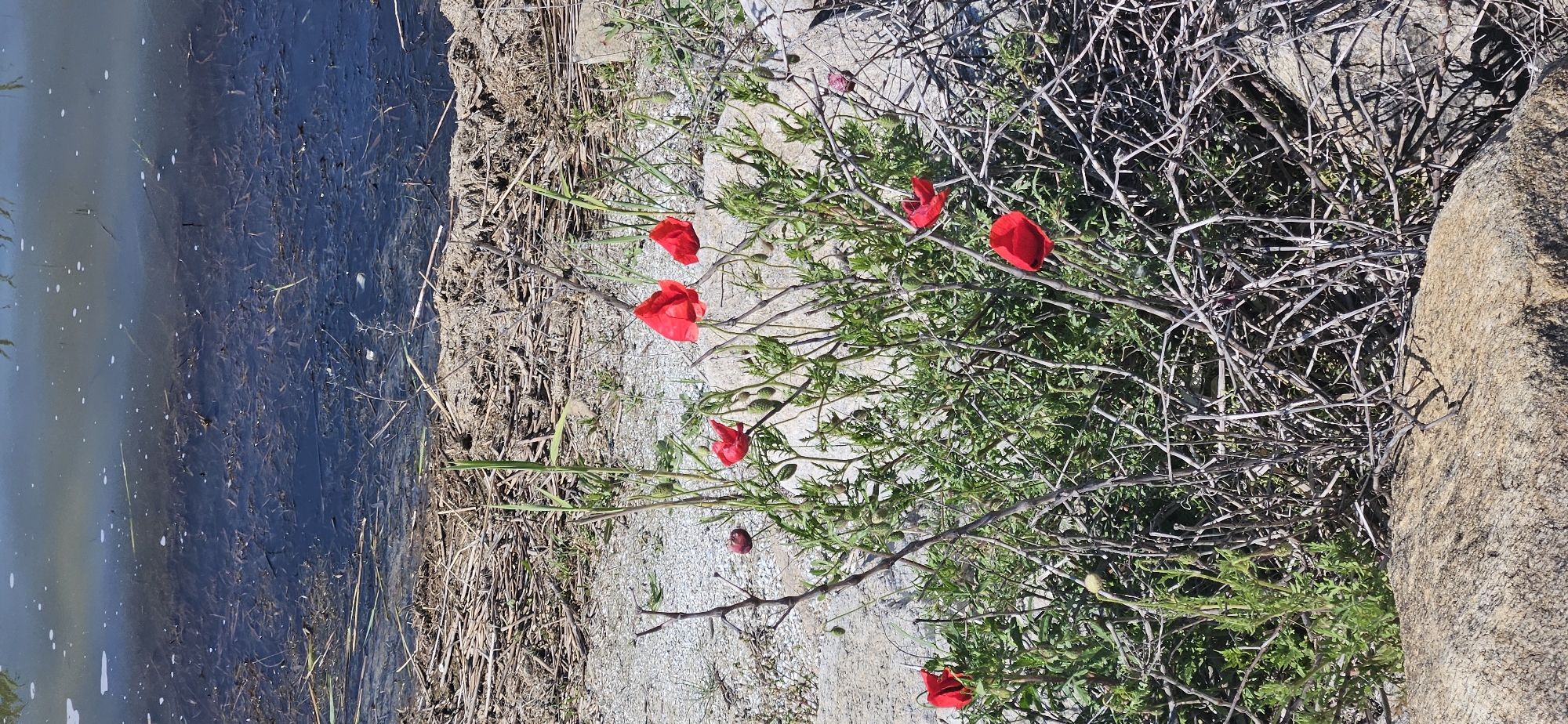 A landscape image shows a body of water on the left side, with murky water containing debris and possible algae. Adjacent to the water is a strip of dry vegetation and gravel. To the right, there's a patch of greenery mixed with dry twigs and branches. Red flowers, possibly poppies, are interspersed among the green foliage. On the far right, a large rock or boulder is visible. The scene is possibly located in the Δημοτική Ενότητα Προμαχώνος area of Greece.