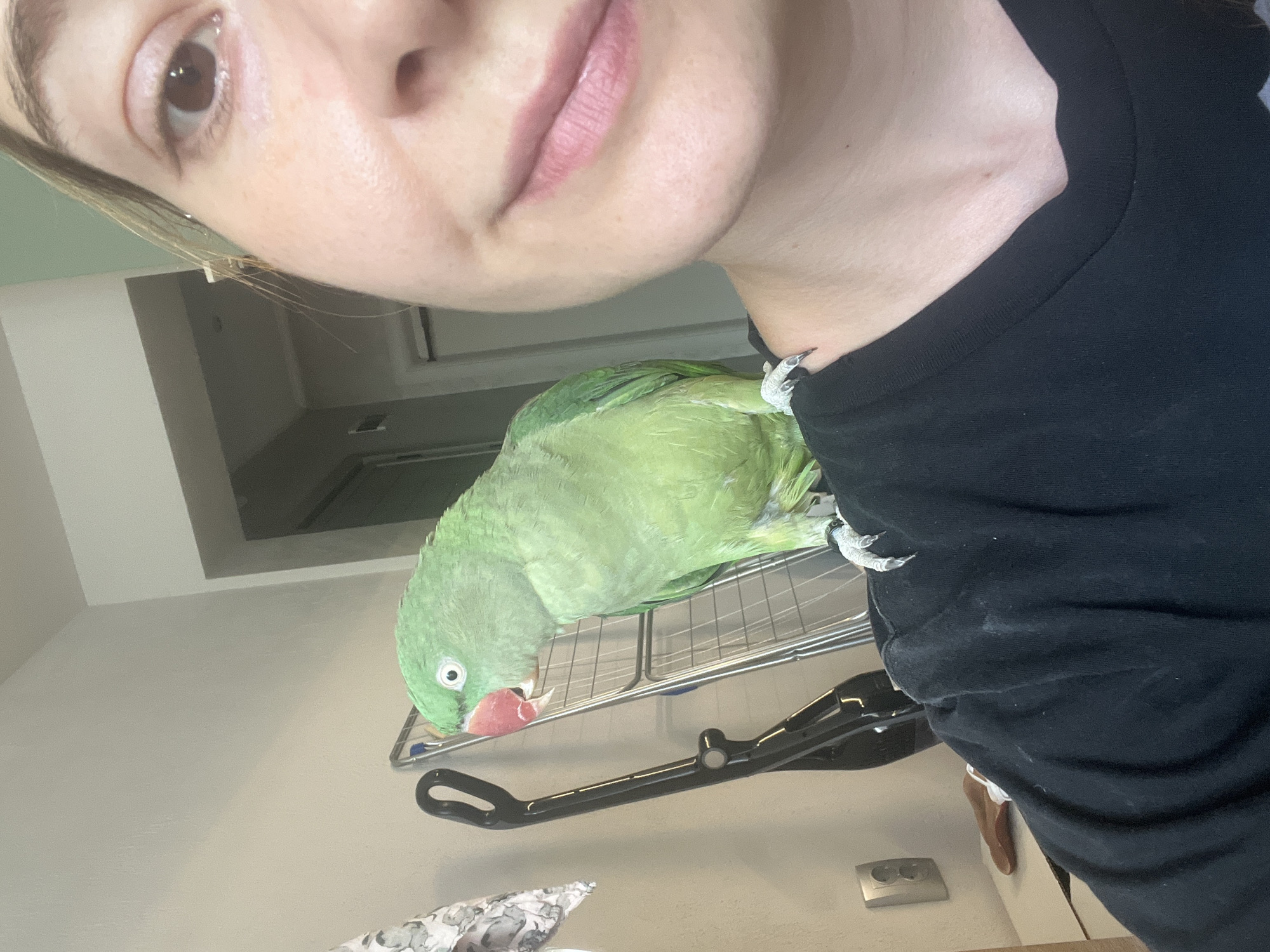 A green parrot is perched on the shoulder of a person whose face is partially visible. The parrot is looking to the left of the frame, and its beak is slightly open. The person's face is turned towards the camera, with their right eye and part of their mouth visible. The person is wearing a black t-shirt. In the background, there is a light-colored wall, a clothes drying rack, and a black object that appears to be a vacuum cleaner. The overall lighting suggests an indoor setting. There is no information in the image to suggest the location is Pazardzhik, Bulgaria.