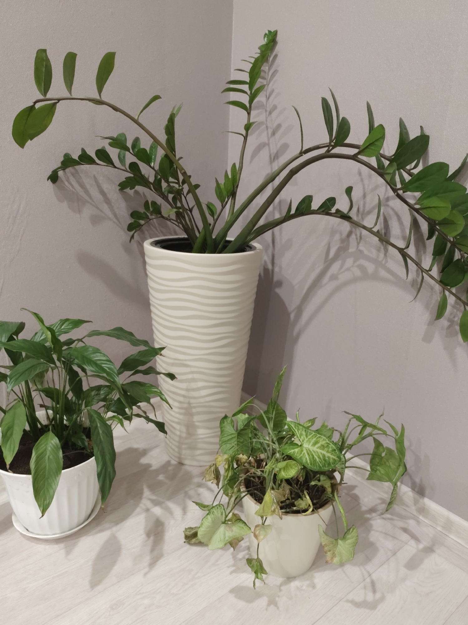 A medium shot captures a corner of an indoor space with three potted plants against a pale gray wall and a light wood-grain floor. The largest plant, a ZZ plant, stands in a tall, white, textured pot. To the left, a smaller plant with dark green, glossy leaves is in a white pot with a ribbed pattern. To the right, a plant with heart-shaped leaves, some showing signs of wilting and browning, is in a cream-colored pot. Shadows of the plants are cast on the wall and floor. The scene is well-lit, possibly by artificial light. The location is specified as the city of Osinovo, Russia, suggesting this is an interior view of a home or office.