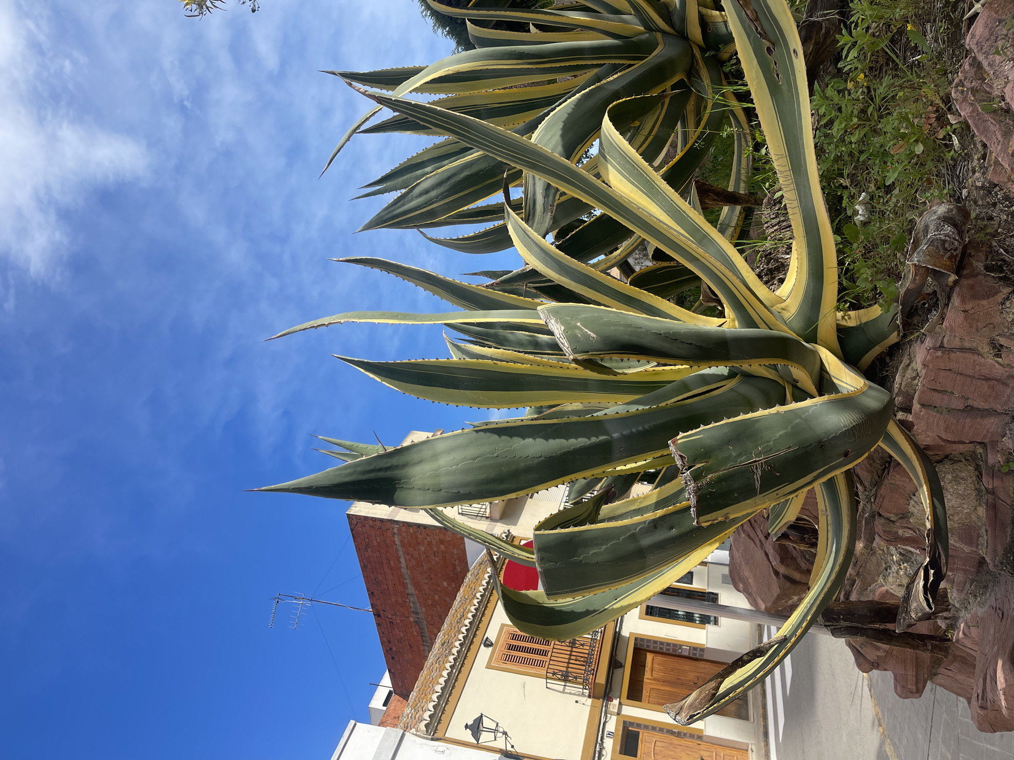 The image is taken from a low angle, looking up at a large agave plant with green and yellow striped leaves. The plant is growing on a rocky slope. In the background, there are buildings, including one with a red tiled roof and another with yellow walls and wooden doors. The sky is blue with scattered clouds. The location is El Puig De Santa Maria, Spain, as the architectural style of the buildings is typical of the region. The image is taken on a clear day, and the lighting is bright.
