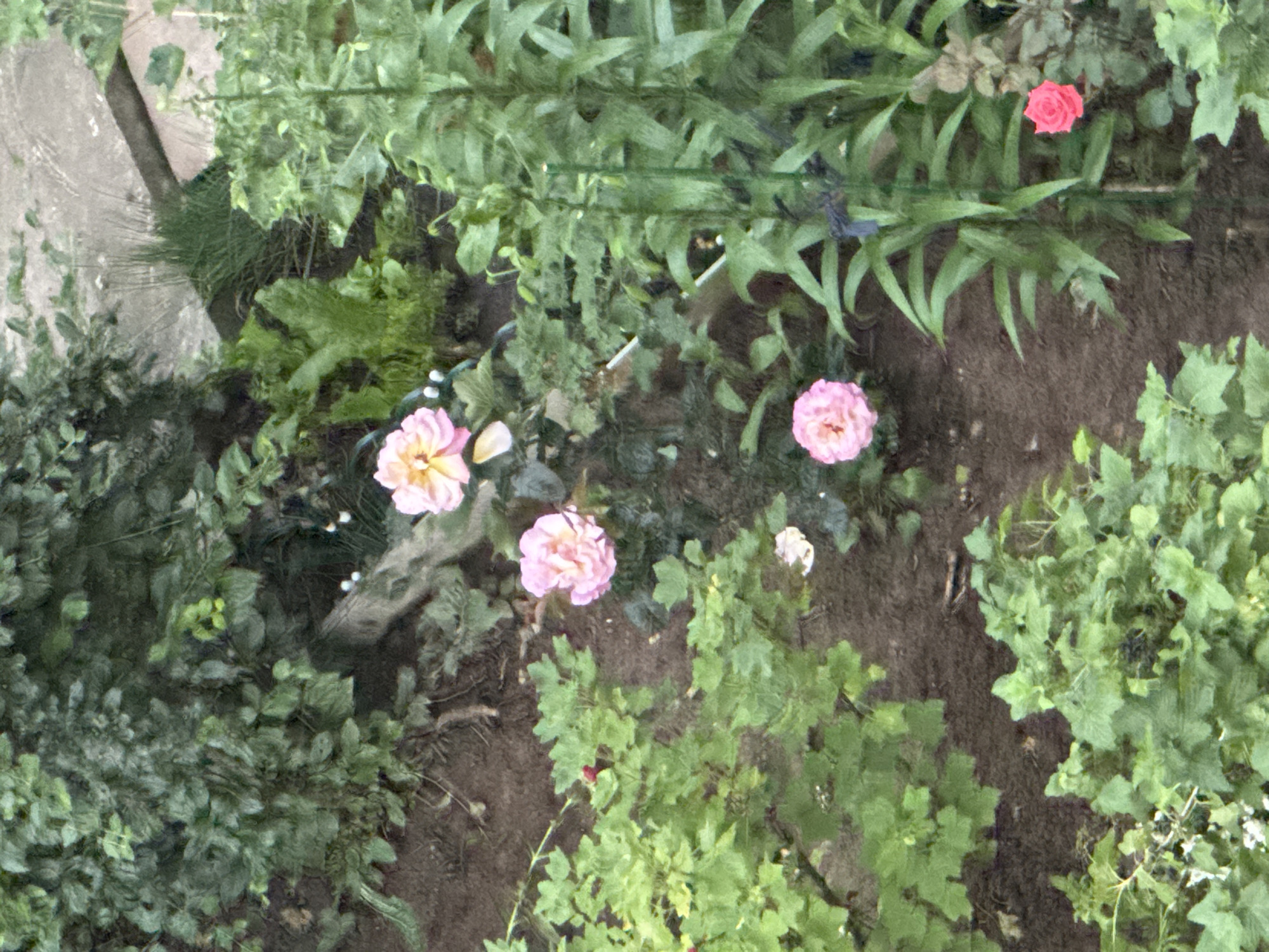 This is a medium-high angle, slightly hazy, full shot of a garden bed in Domodedovo, Russia, during daylight. The garden features various green plants and several pink and one red rose in bloom. The soil is visible between the plants. A gray concrete path runs along the top right of the frame, bordering the garden. The garden appears to be outdoors, likely in a residential or public green space. There are no people or animals visible in the image, and no specific actions or interactions are depicted.