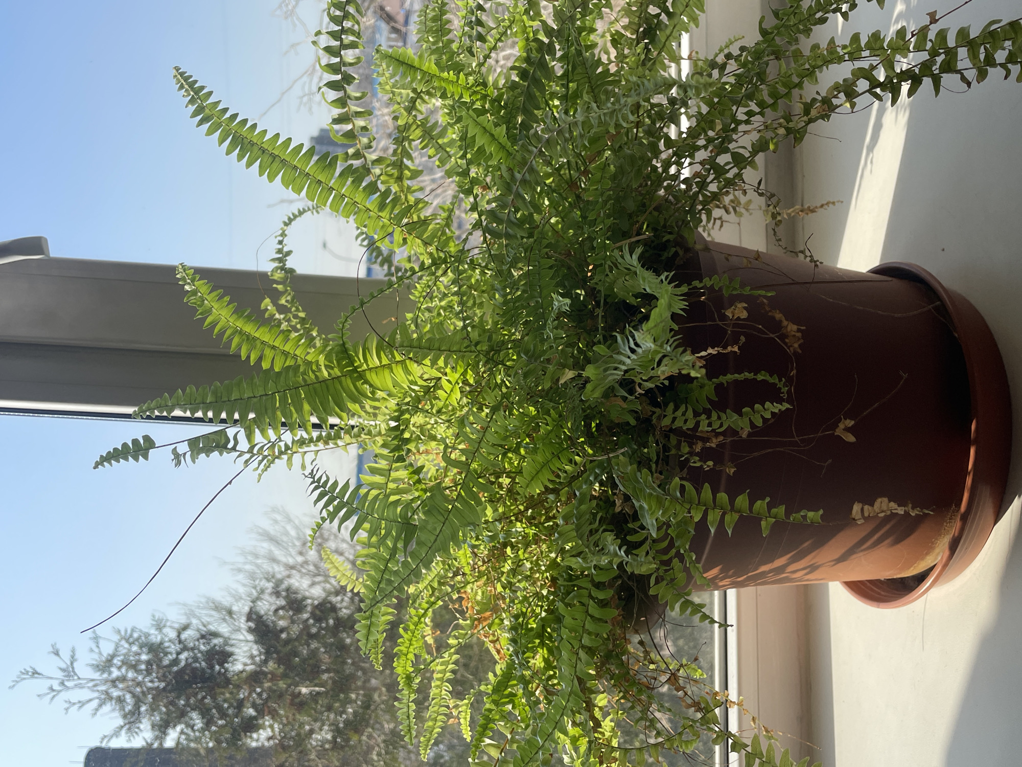 A medium shot captures a full fern plant nestled in a brown pot on a windowsill. Outside the window, visible through the fern’s leaves, lies the urban landscape of Saint Petersburg, Russia, recognizable by its architecture and bare winter trees. The fern has an abundance of green fronds, some of which are partially shadowed. A few dry fronds are visible on the lower parts of the plant. The pot has a saucer attached. Sunlight streams in through the window, casting shadows on the white windowsill and the pot. The sky is clear and blue.